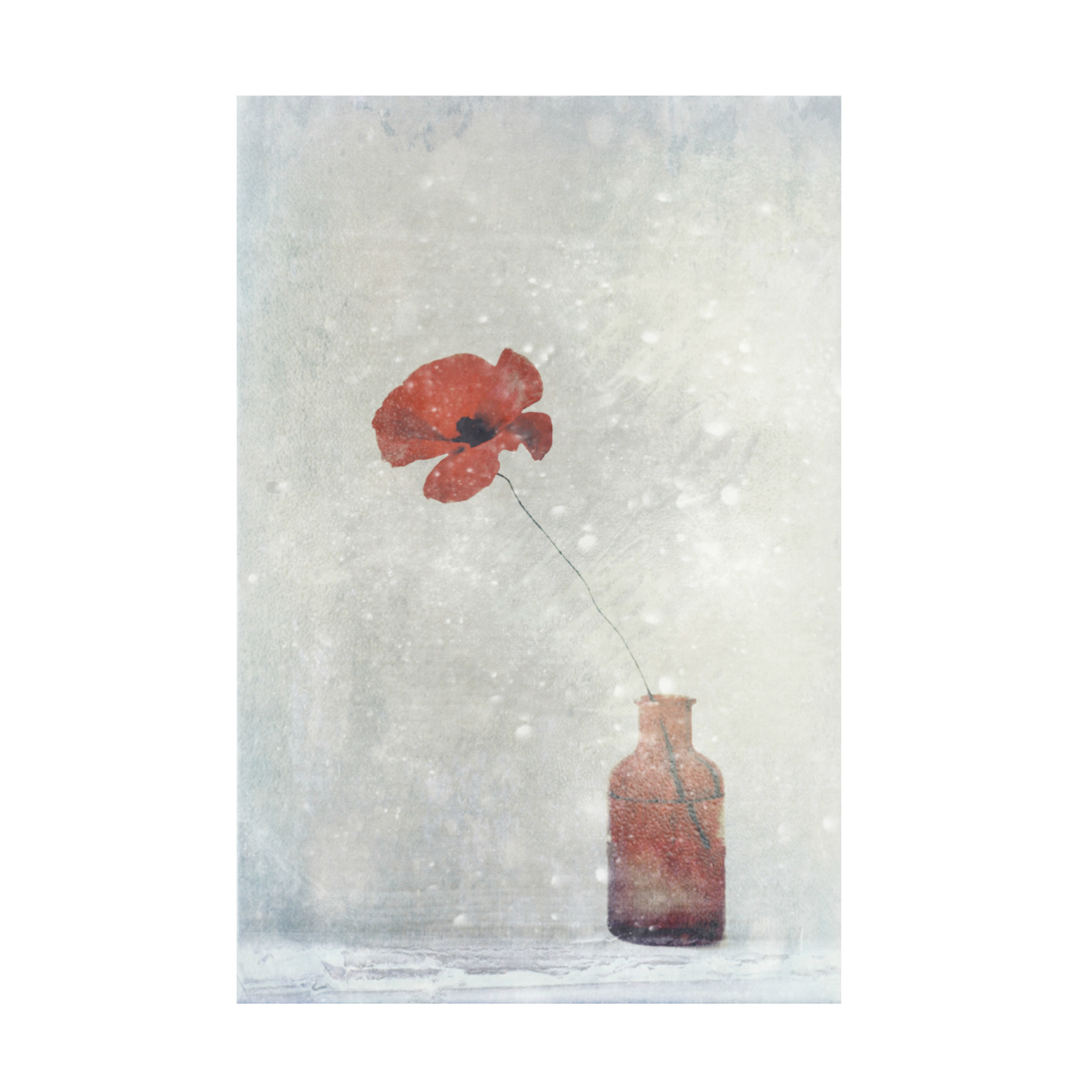 Canvas Wall Art - Delphine Devos 'Winter Poppy' Wall Art for Living Room, Bedroom, or Office Décor by Trademark Fine Art - 12 x 19 Inches