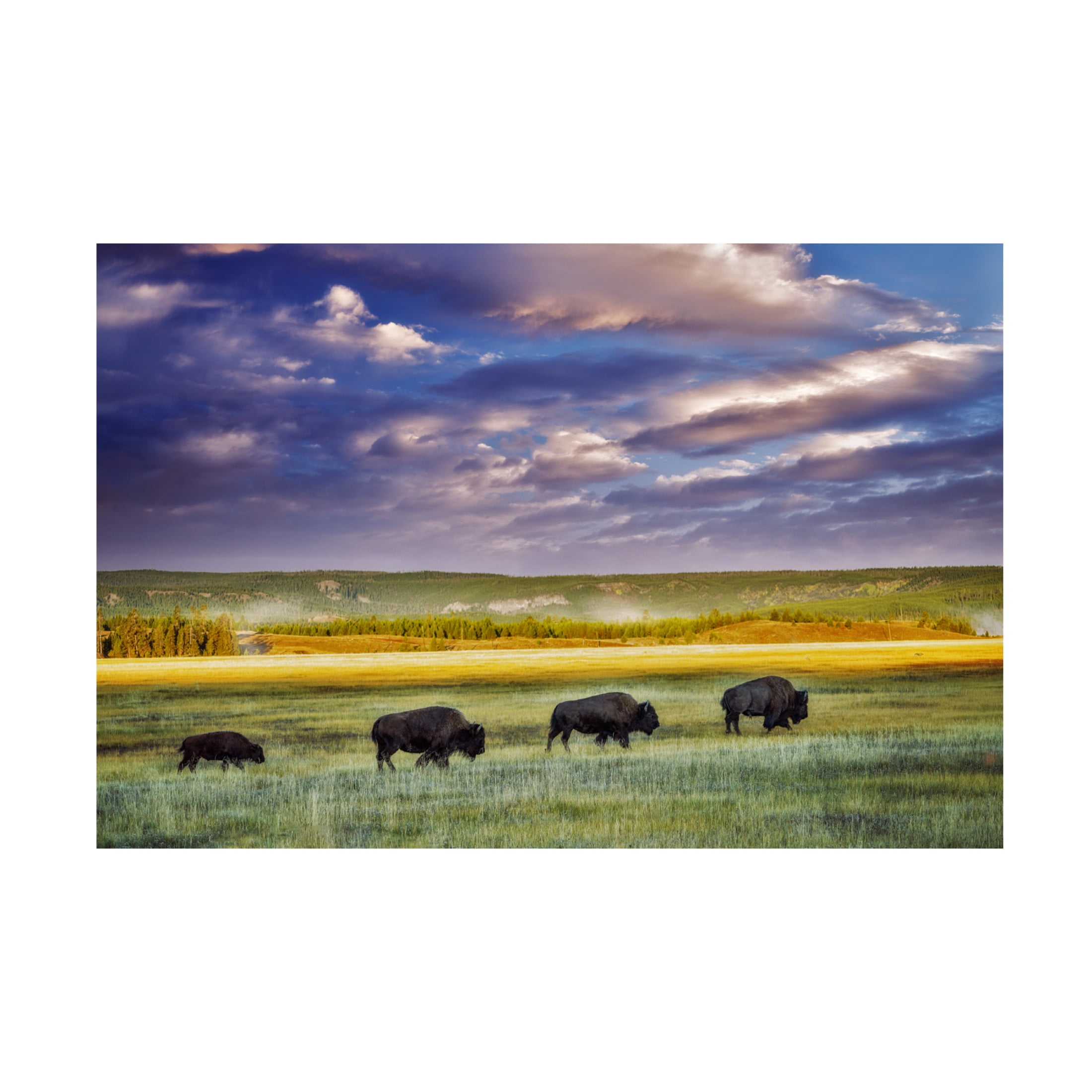 Canvas Wall Art - Dennis Frates 'Buffalo In Field' Wall Art for Living Room, Bedroom, or Office Décor by Trademark Fine Art - 32 x 22 Inches