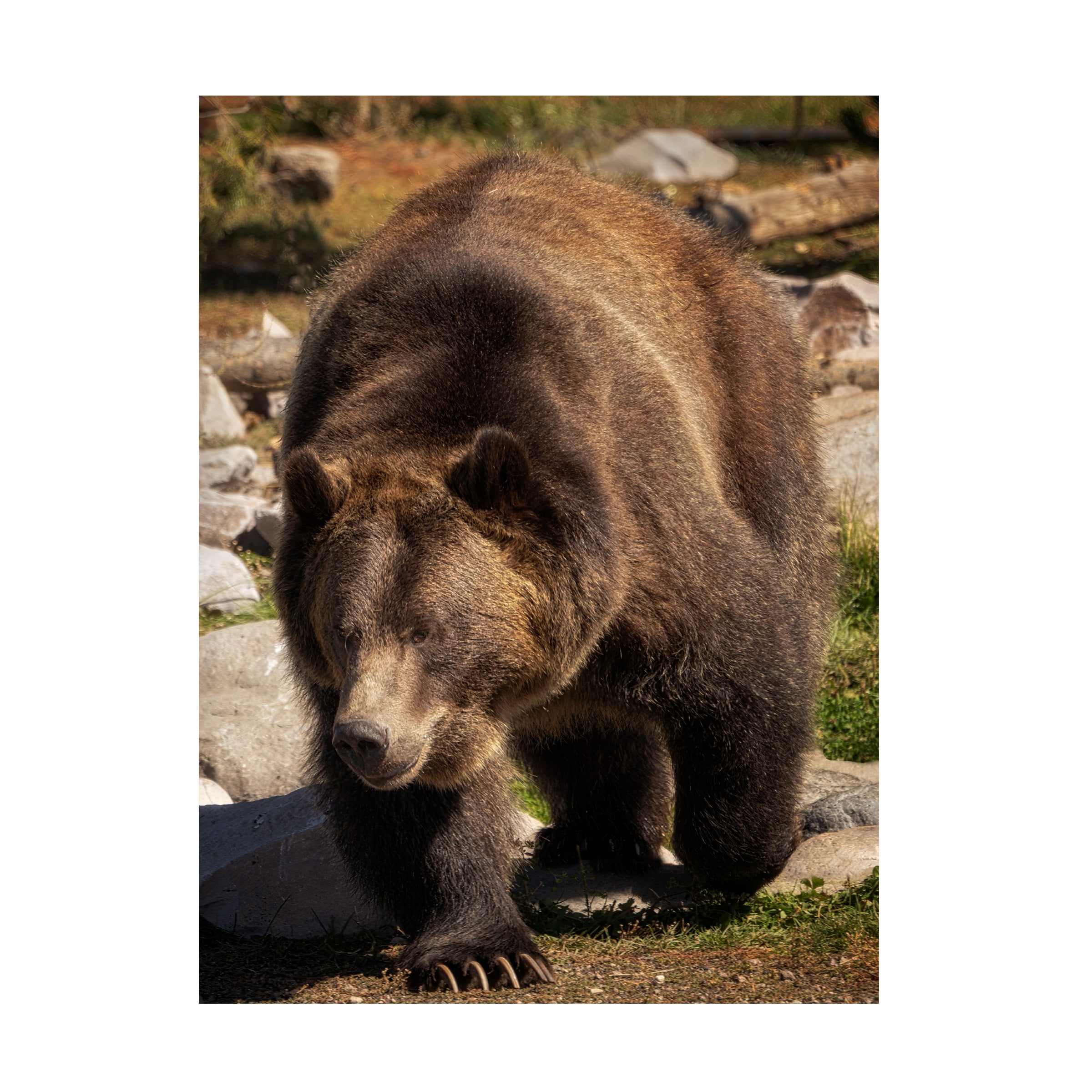 Canvas Wall Art - Dennis Frates 'Close Up Of Grizzly Bear' Wall Art for Living Room, Bedroom, or Office DÃ©cor by Trademark Fine Art - 14 x 19 Inches