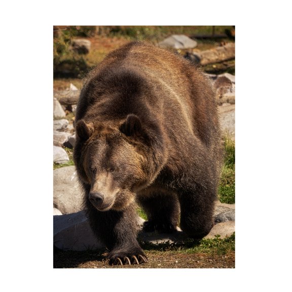 Canvas Wall Art - Dennis Frates 'Close Up Of Grizzly Bear' Wall Art for Living Room, Bedroom, or Office DÃ©cor by Trademark Fine Art - 14 x 19 Inches