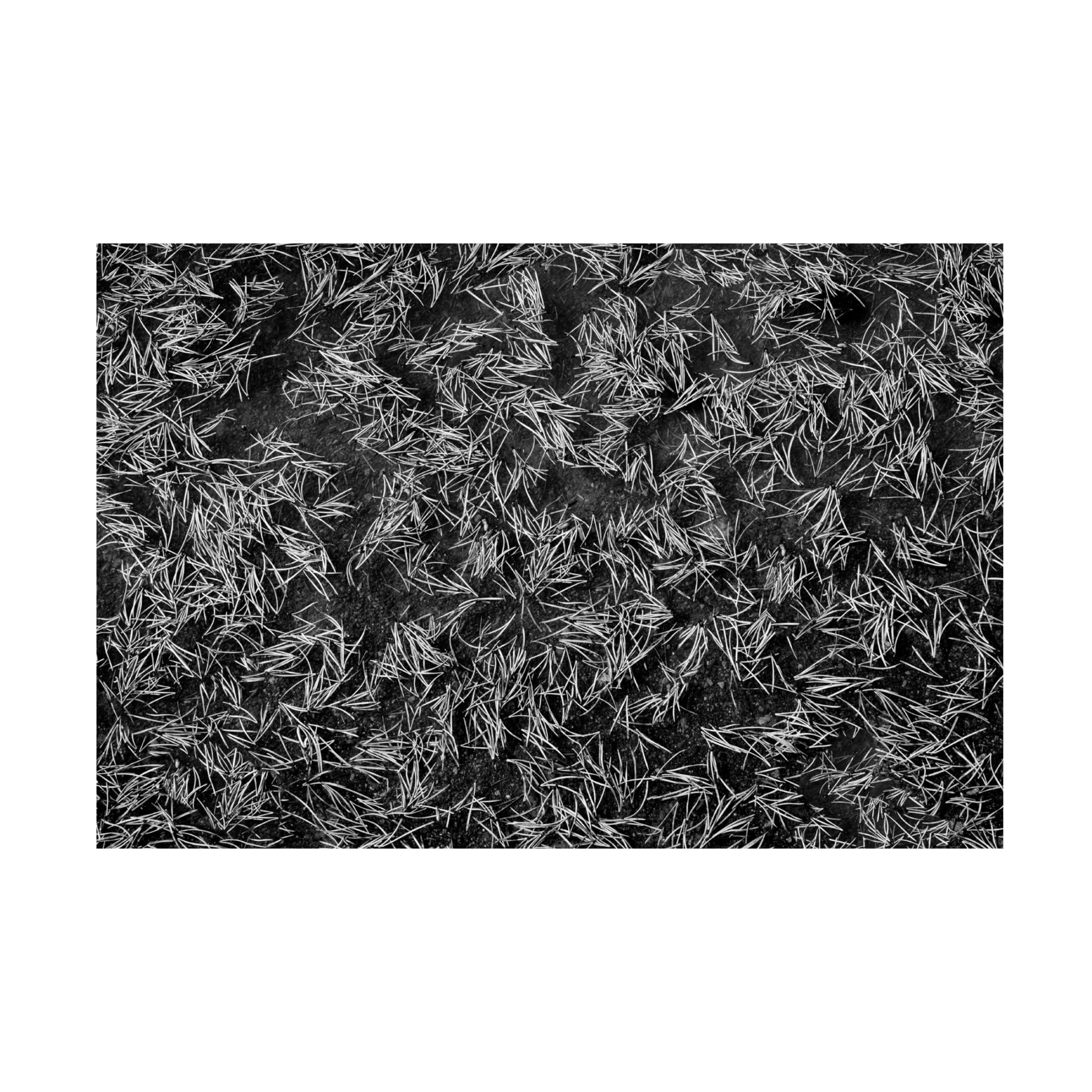 Canvas Wall Art - Dennis Frates 'Close Up Of Pine Needles In Watter' Wall Art for Living Room, Bedroom, or Office Décor by Trademark Fine Art - 19 x 12 Inches