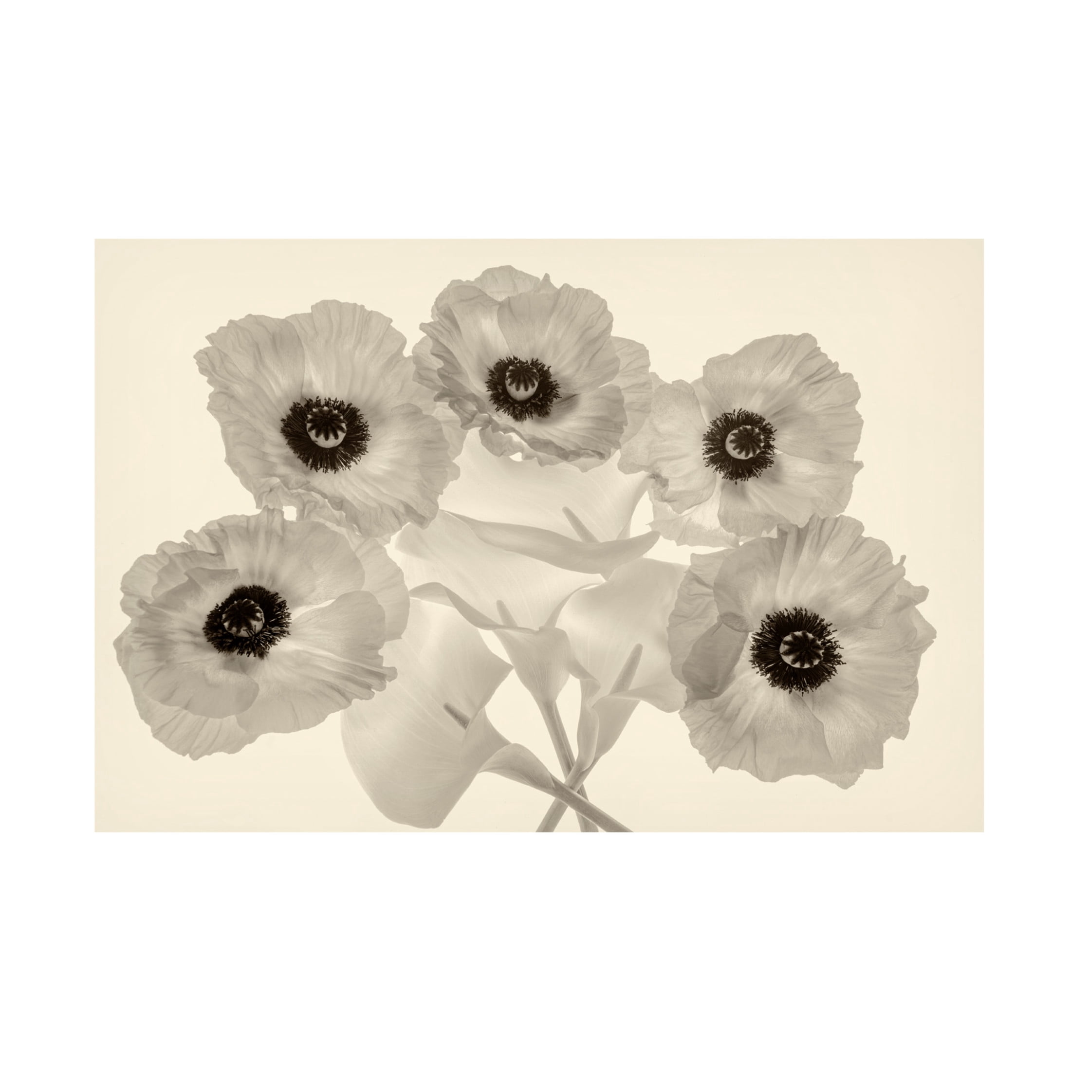 Canvas Wall Art - Dennis Frates 'Poppies And Calla Lillies' Wall Art for Living Room, Bedroom, or Office Décor by Trademark Fine Art - 47 x 30 Inches