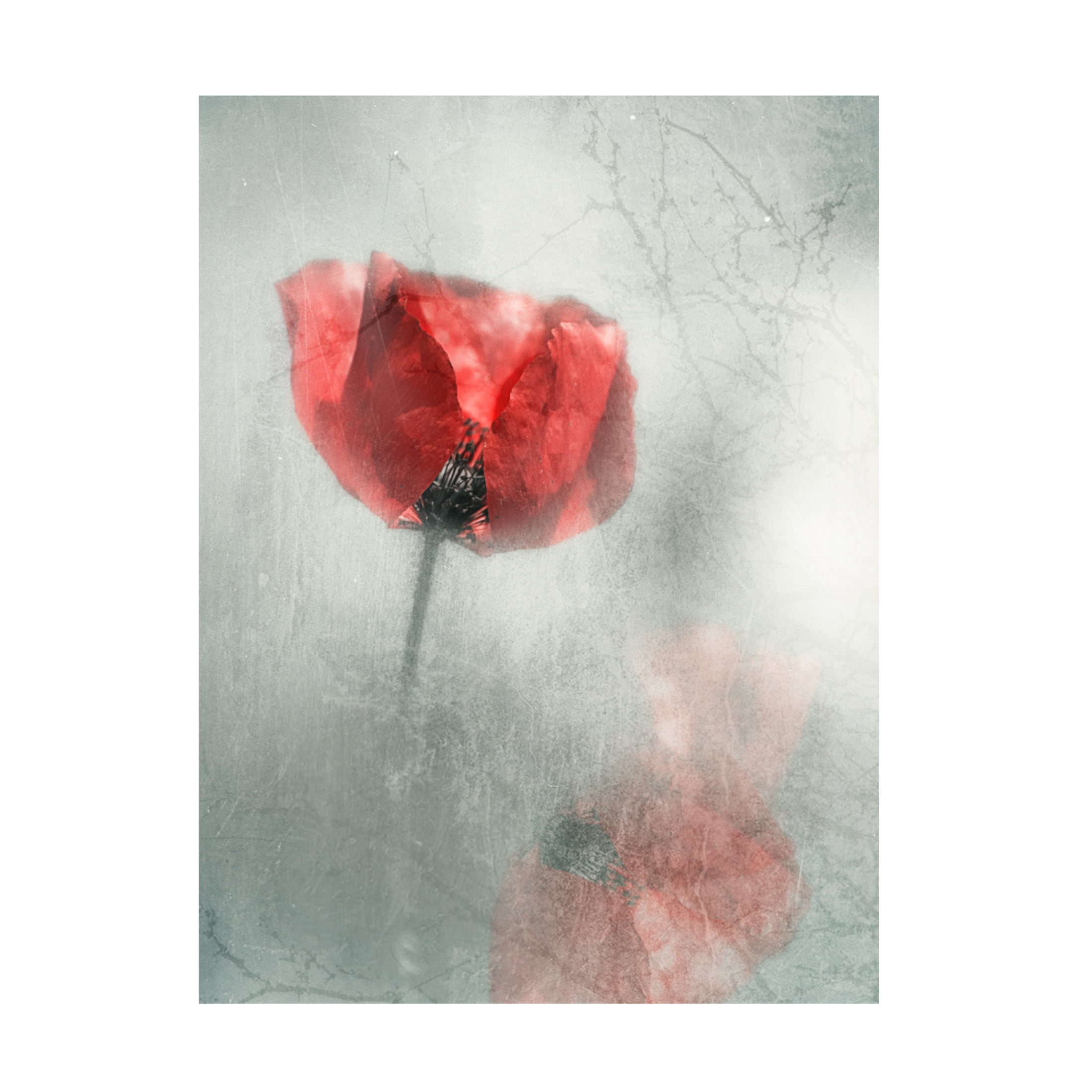 Canvas Wall Art - Desislava Ignatova 'Poppies' Wall Art for Living Room, Bedroom, or Office Décor by Trademark Fine Art - 24 x 32 Inches