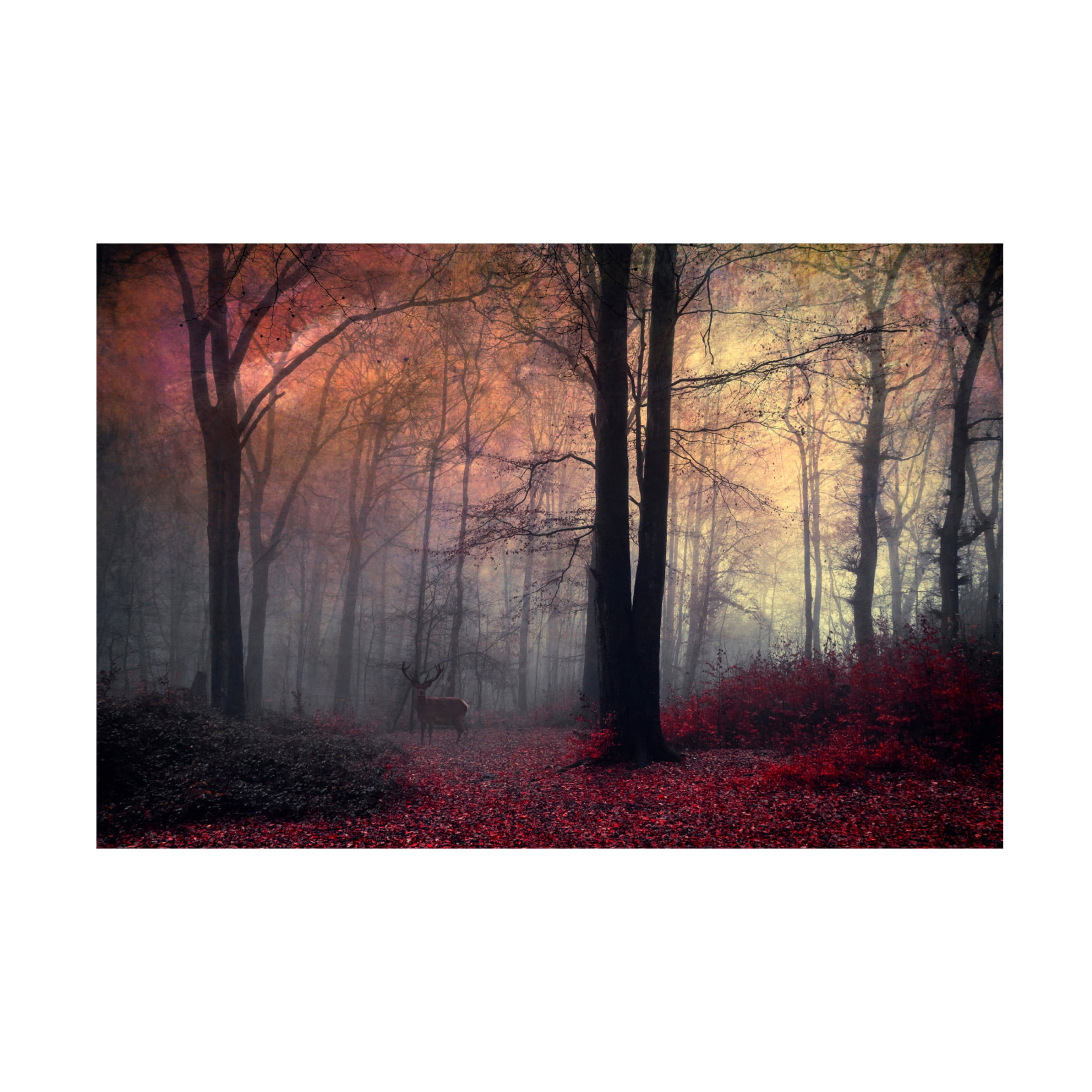 Canvas Wall Art - Dirk Wüstenhagen 'Forest Dream' Wall Art for Living Room, Bedroom, or Office Décor by Trademark Fine Art - 19 x 12 Inches