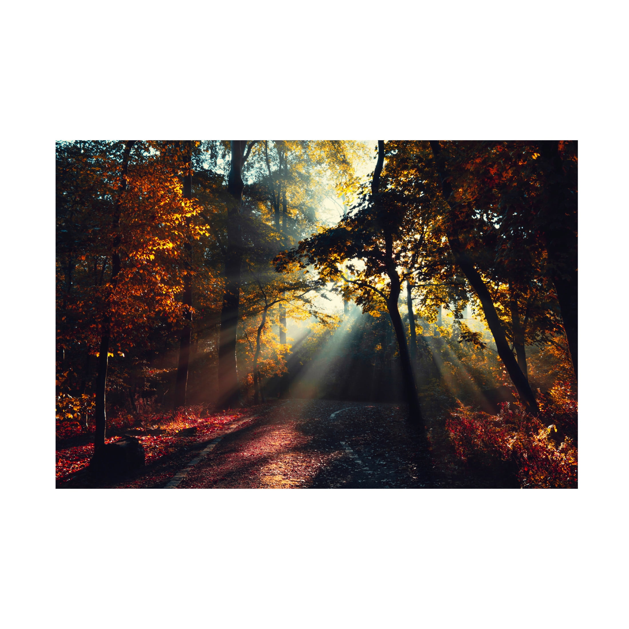 Canvas Wall Art - Dirk Wüstenhagen 'Magic Forest Light' Wall Art for Living Room, Bedroom, or Office Décor by Trademark Fine Art - 19 x 12 Inches