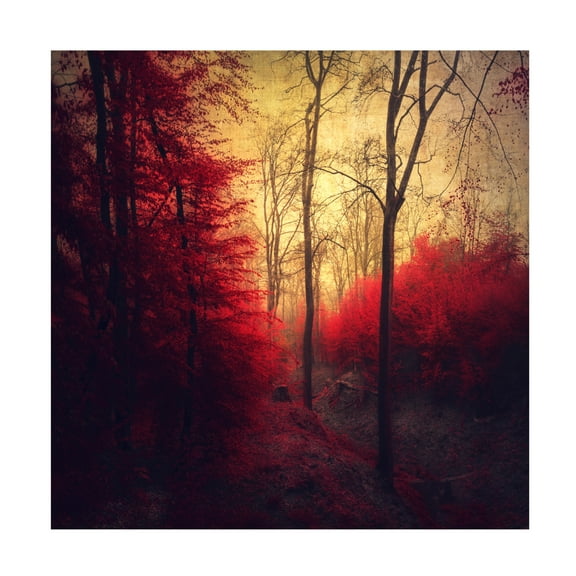 Canvas Wall Art - Dirk Wüstenhagen 'Ruby Red Forest' Wall Art for Living Room, Bedroom, or Office Décor by Trademark Fine Art - 14 x 14 Inches