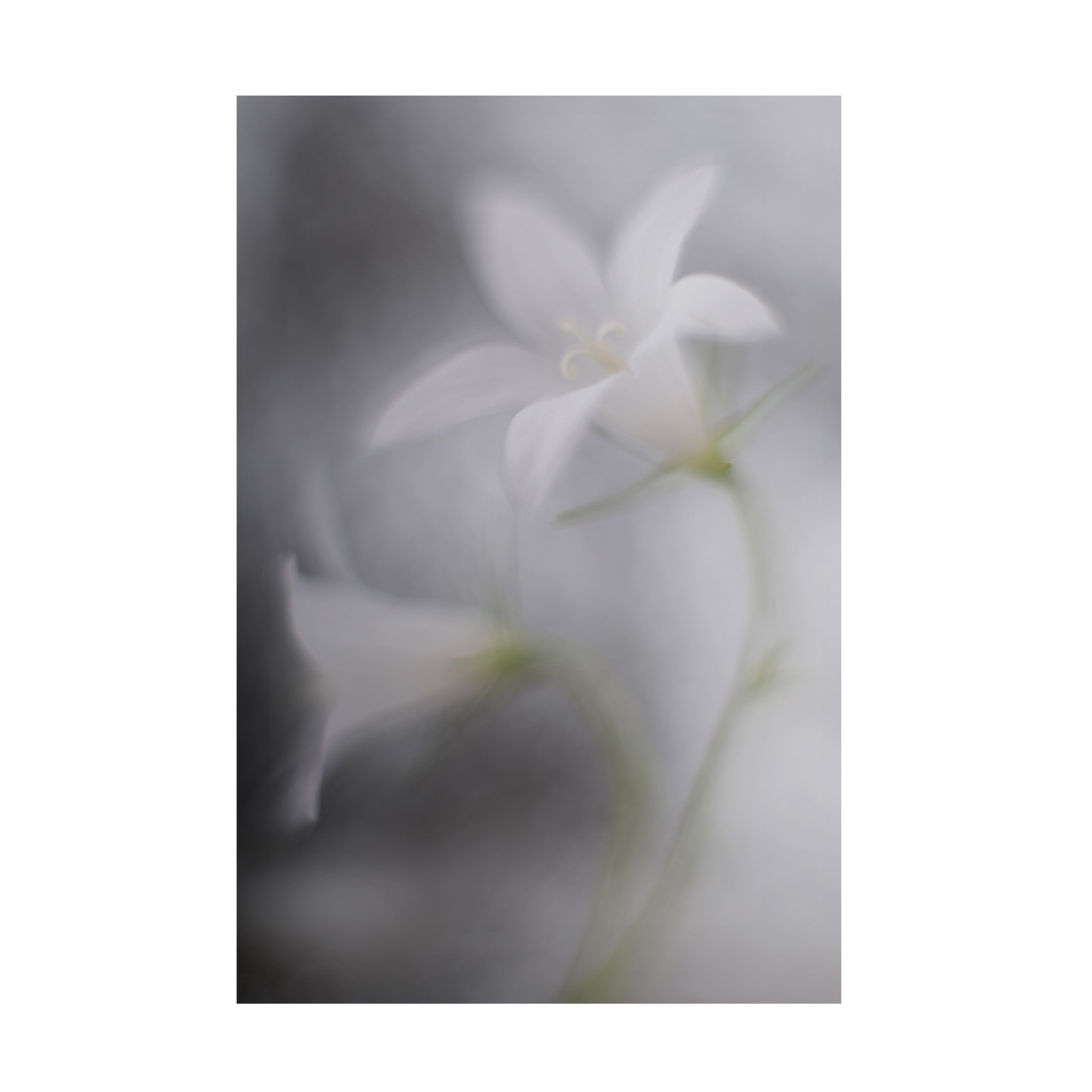 Canvas Wall Art - Doris Reindl 'Bells' Wall Art for Living Room, Bedroom, or Office D?cor by Trademark Fine Art - 16 x 24 Inches