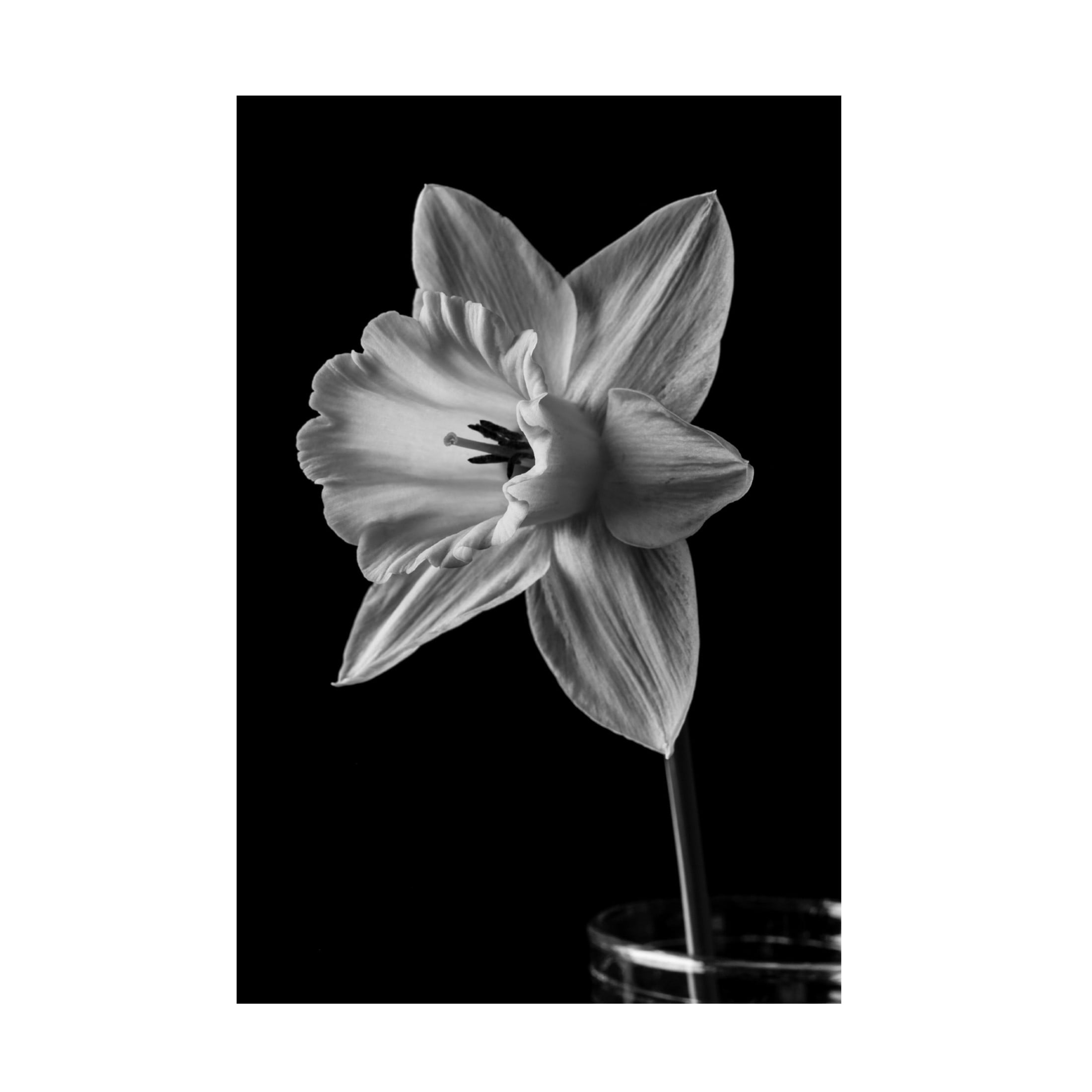 Canvas Wall Art - Edward M. Fielding 'Narcissus May 2015' Wall Art for Living Room, Bedroom, or Office D?cor by Trademark Fine Art - 22 x 32 Inches