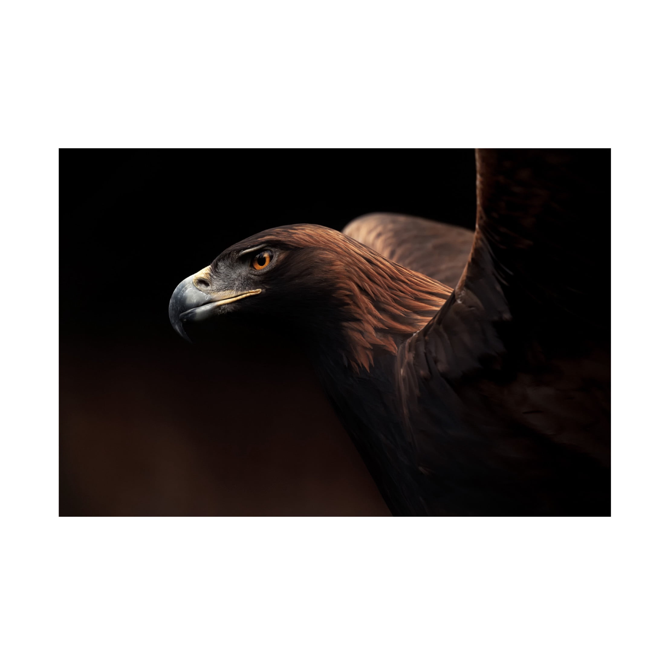 Canvas Wall Art - Eiji Itoyama 'Golden Eagle Portrait' Wall Art for Living Room, Bedroom, or Office D?cor by Trademark Fine Art - 32 x 22 Inches