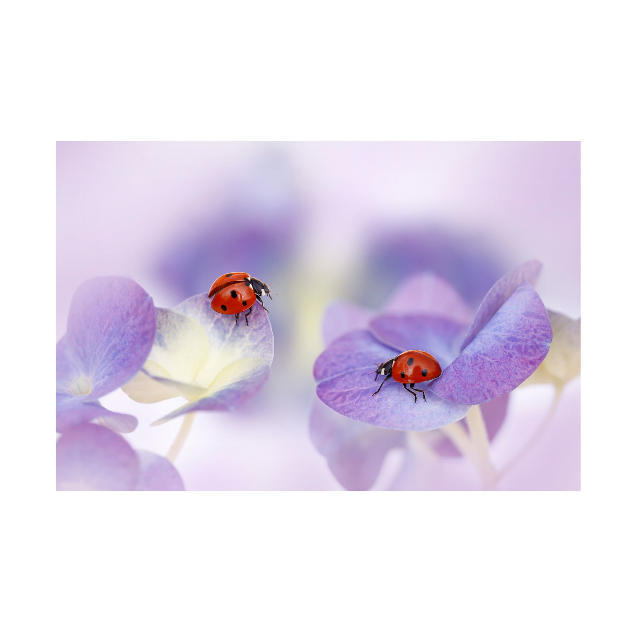 Canvas Wall Art - Ellen Van Deelen 'Red And Purple' Wall Art for Living Room, Bedroom, or Office D?cor by Trademark Fine Art - 19 x 12 Inches