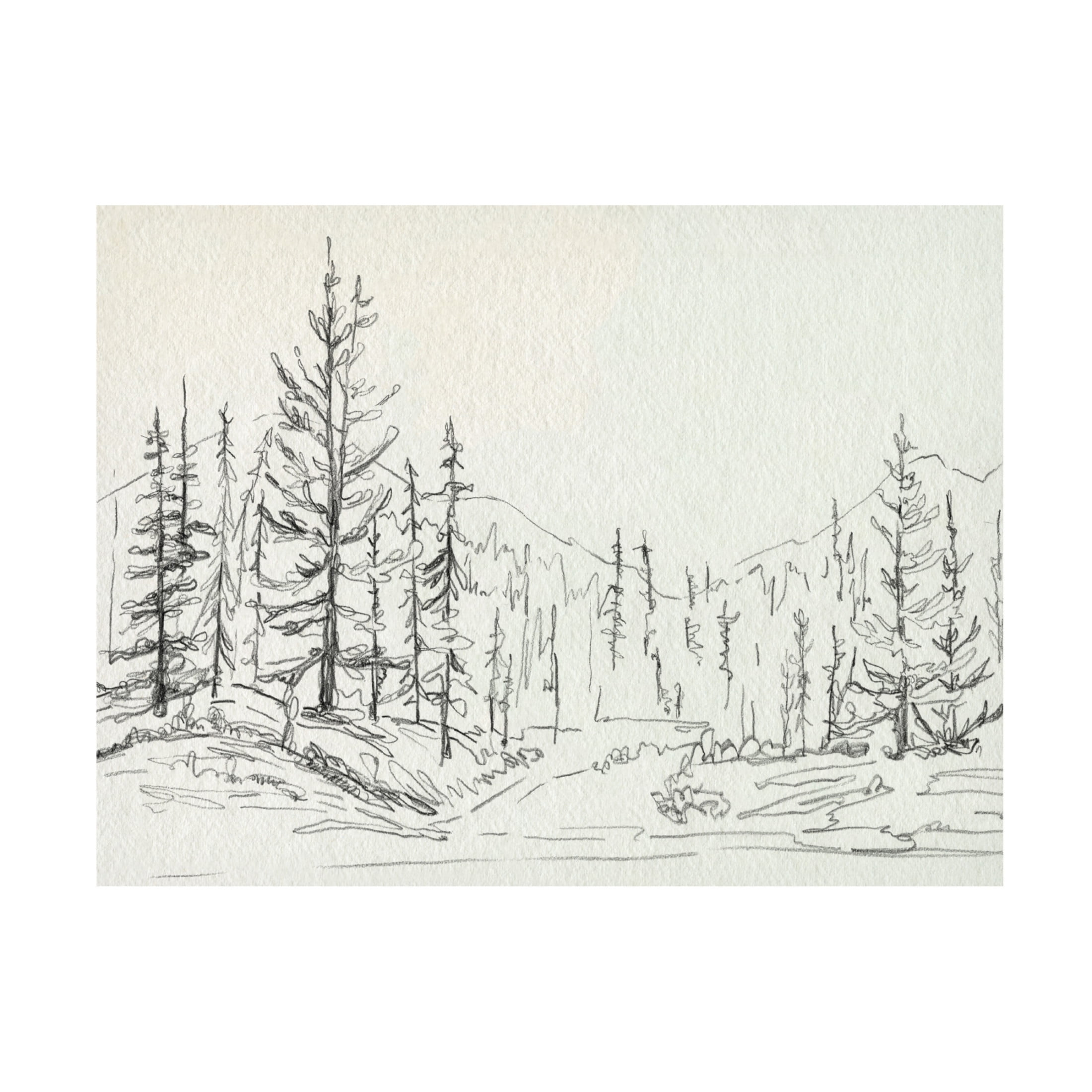 Canvas Wall Art - Emma Caroline 'Piney Forest II' Wall Art for Living Room, Bedroom, or Office Décor by Trademark Fine Art - 47 x 35 Inches