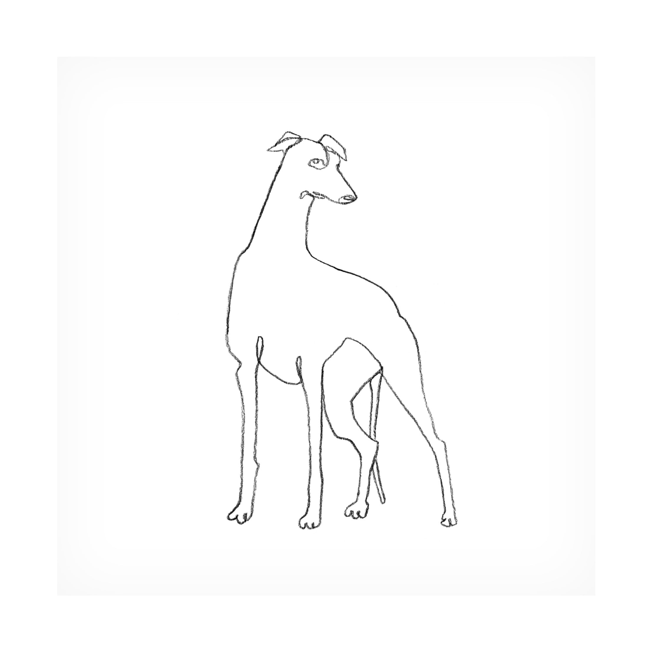 Canvas Wall Art - Emma Scarvey 'Greyhound Pencil Sketch I' Wall Art for Living Room, Bedroom, or Office Décor by Trademark Fine Art - 24 x 24 Inches