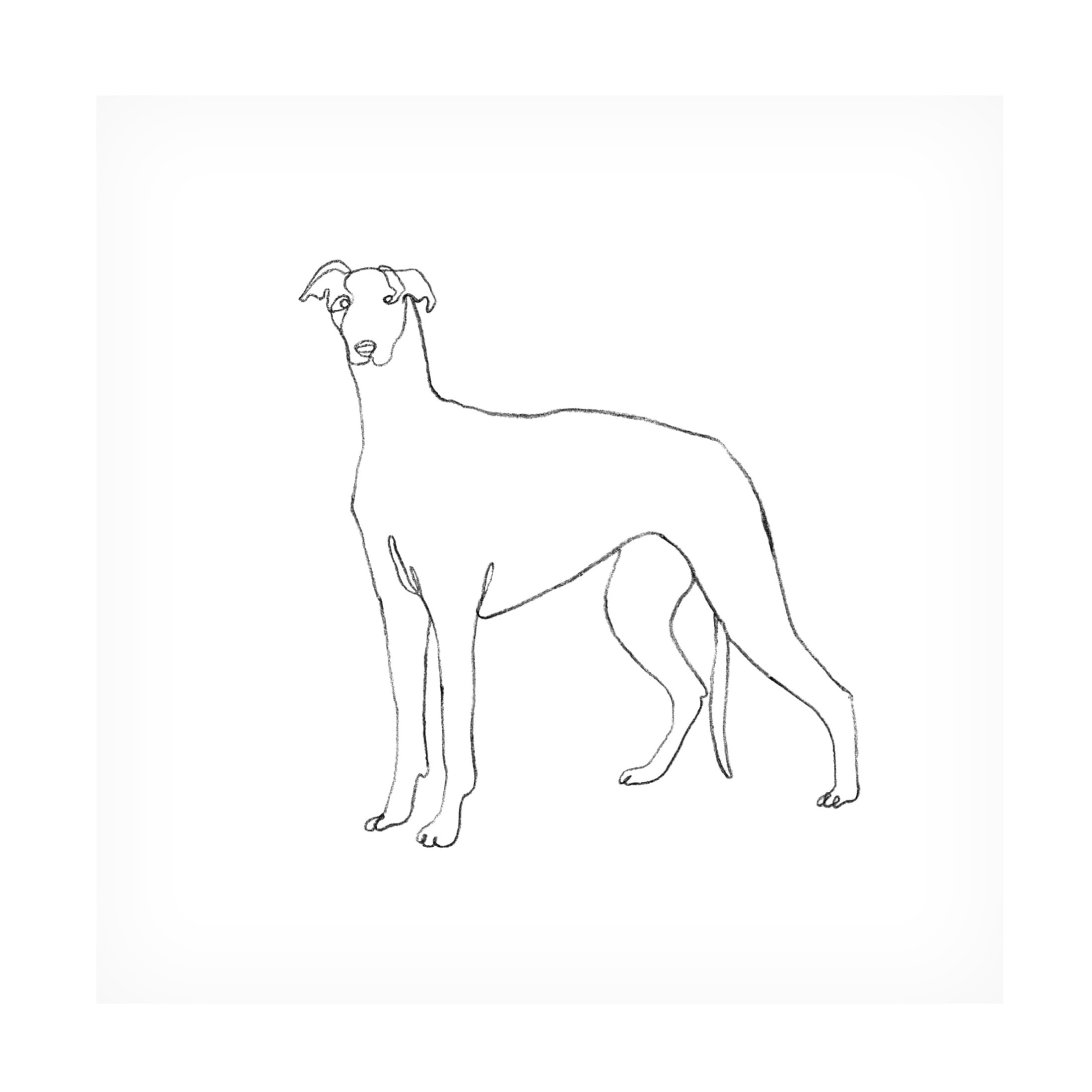 Canvas Wall Art - Emma Scarvey 'Greyhound Pencil Sketch II' Wall Art for Living Room, Bedroom, or Office Décor by Trademark Fine Art - 35 x 35 Inches