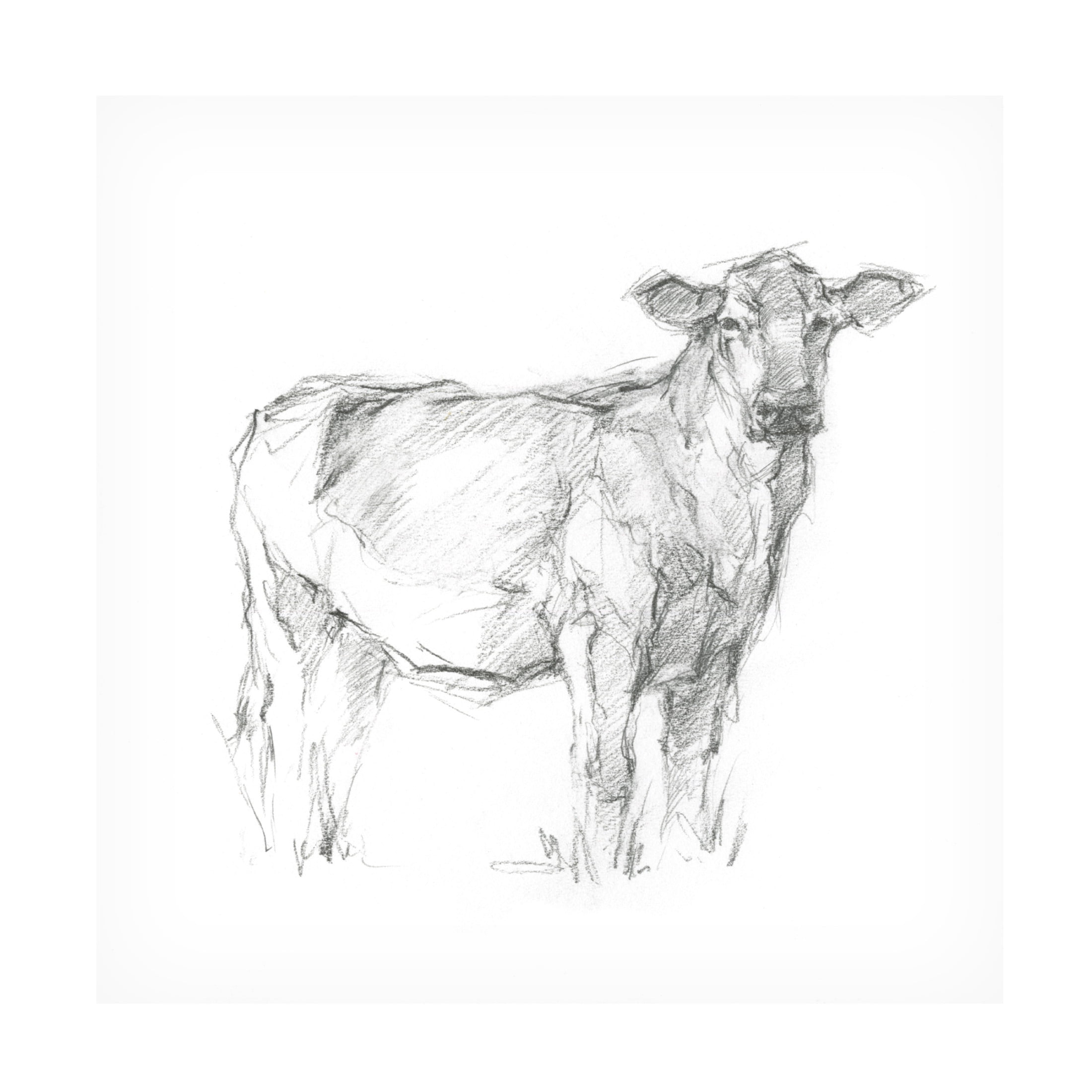 Canvas Wall Art - Ethan Harper 'Bovine Study I' Wall Art for Living Room, Bedroom, or Office Décor by Trademark Fine Art - 35 x 35 Inches