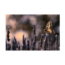 Canvas Wall Art - Fabien BRAVIN 'Juste Effleurace' Wall Art for Living Room, Bedroom, or Office Décor by Trademark Fine Art - 19 x 12 Inches