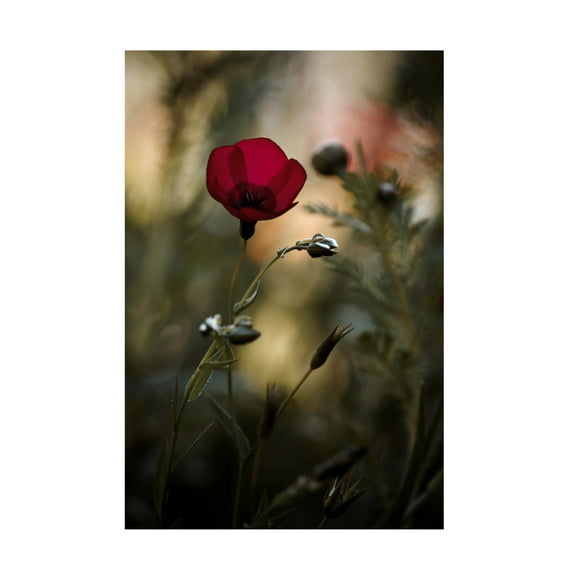 Canvas Wall Art - Fabien BRAVIN 'La Bailarina De Flamenco' Wall Art for Living Room, Bedroom, or Office D?cor by Trademark Fine Art - 12 x 19 Inches