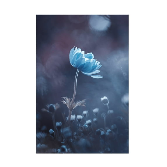Canvas Wall Art - Fabien Bravin 'A Short Story Of Flower' Wall Art for Living Room, Bedroom, or Office Décor by Trademark Fine Art - 12 x 19 Inches