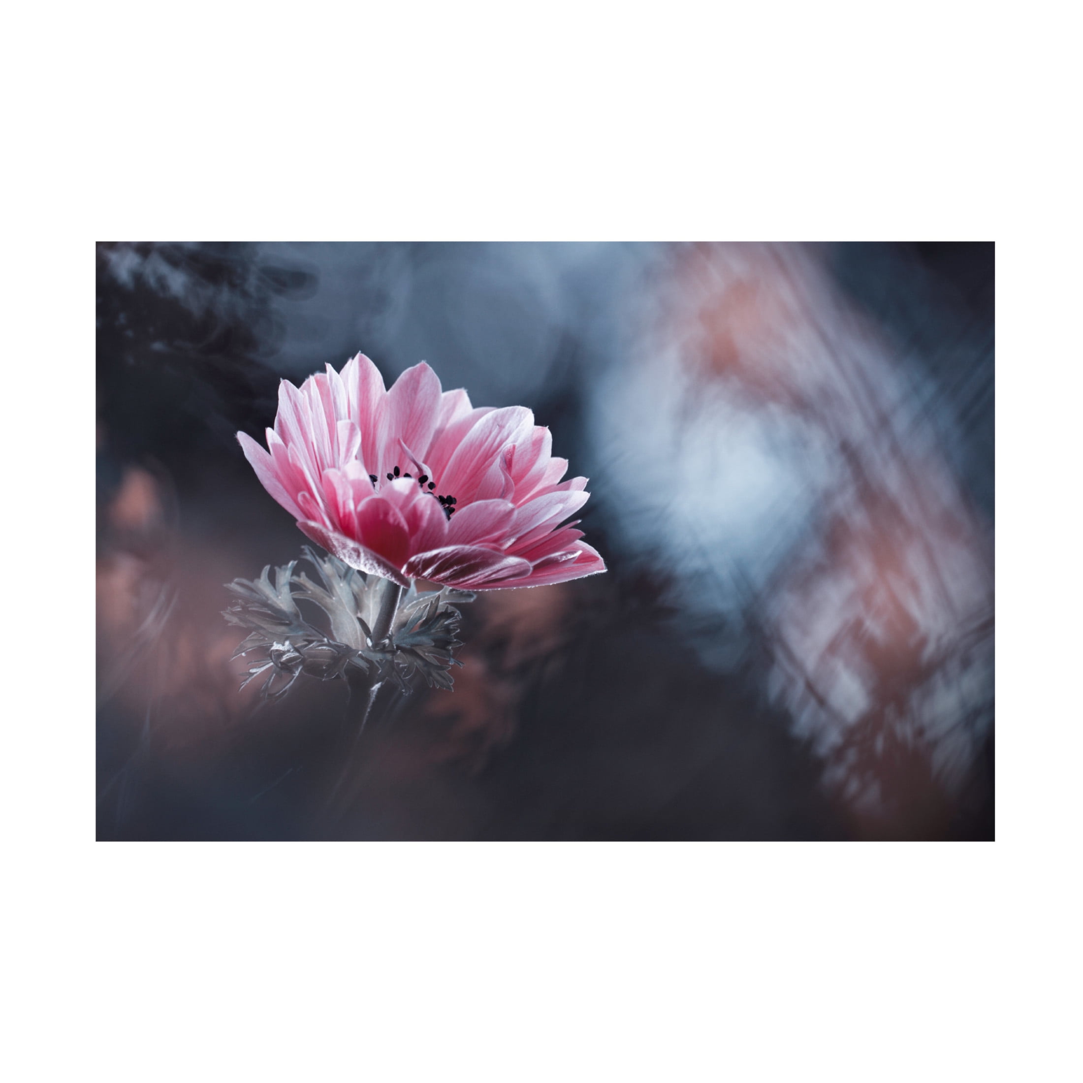 Canvas Wall Art - Fabien Bravin 'Anemone' Wall Art for Living Room, Bedroom, or Office D?cor by Trademark Fine Art - 24 x 16 Inches