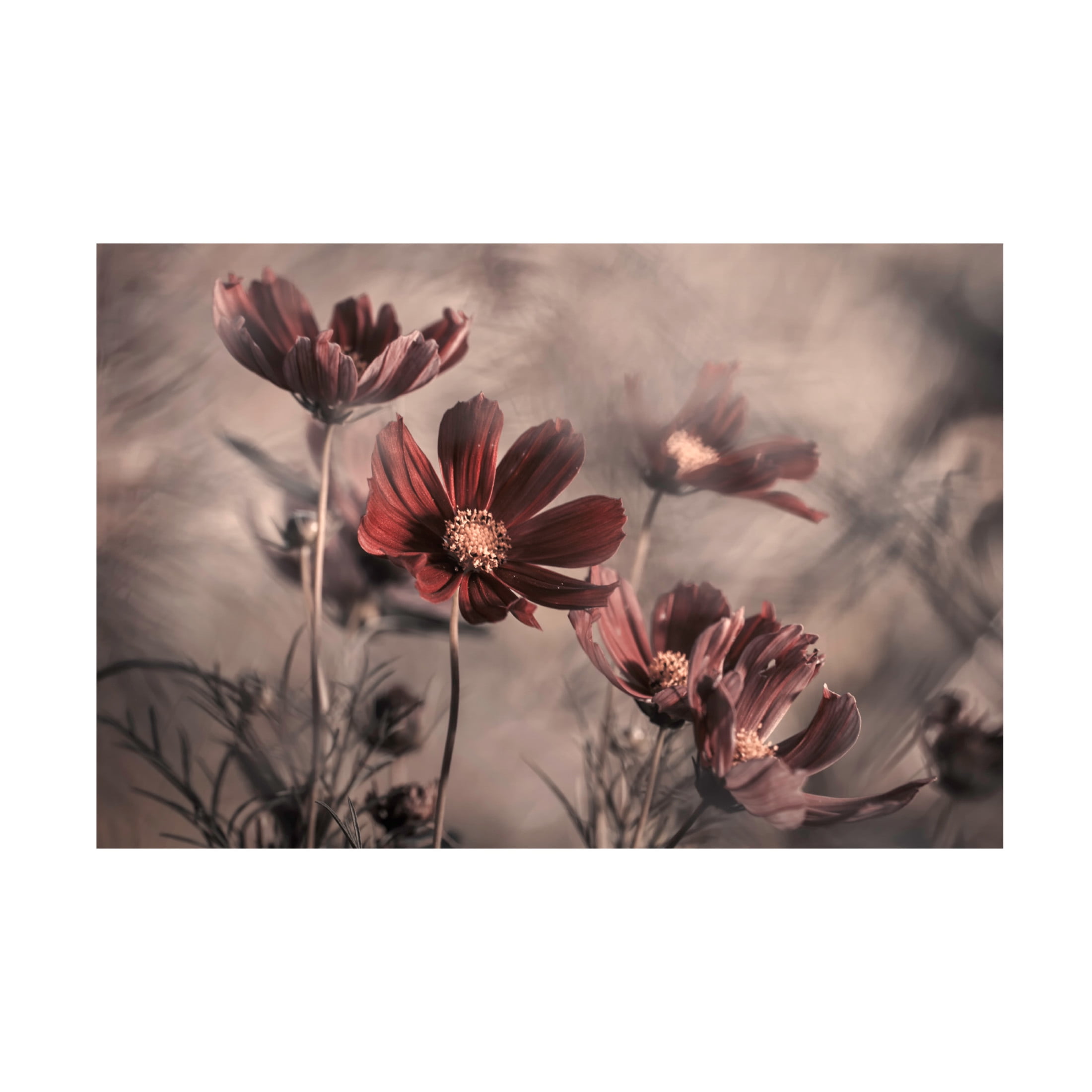 Canvas Wall Art - Fabien Bravin 'Cosmos 2019' Wall Art for Living Room, Bedroom, or Office D?cor by Trademark Fine Art - 32 x 22 Inches