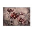 thumbnail image 1 of Canvas Wall Art - Fabien Bravin 'Cosmos 2019' Wall Art for Living Room, Bedroom, or Office D?cor by Trademark Fine Art - 47 x 30 Inches, 1 of 4