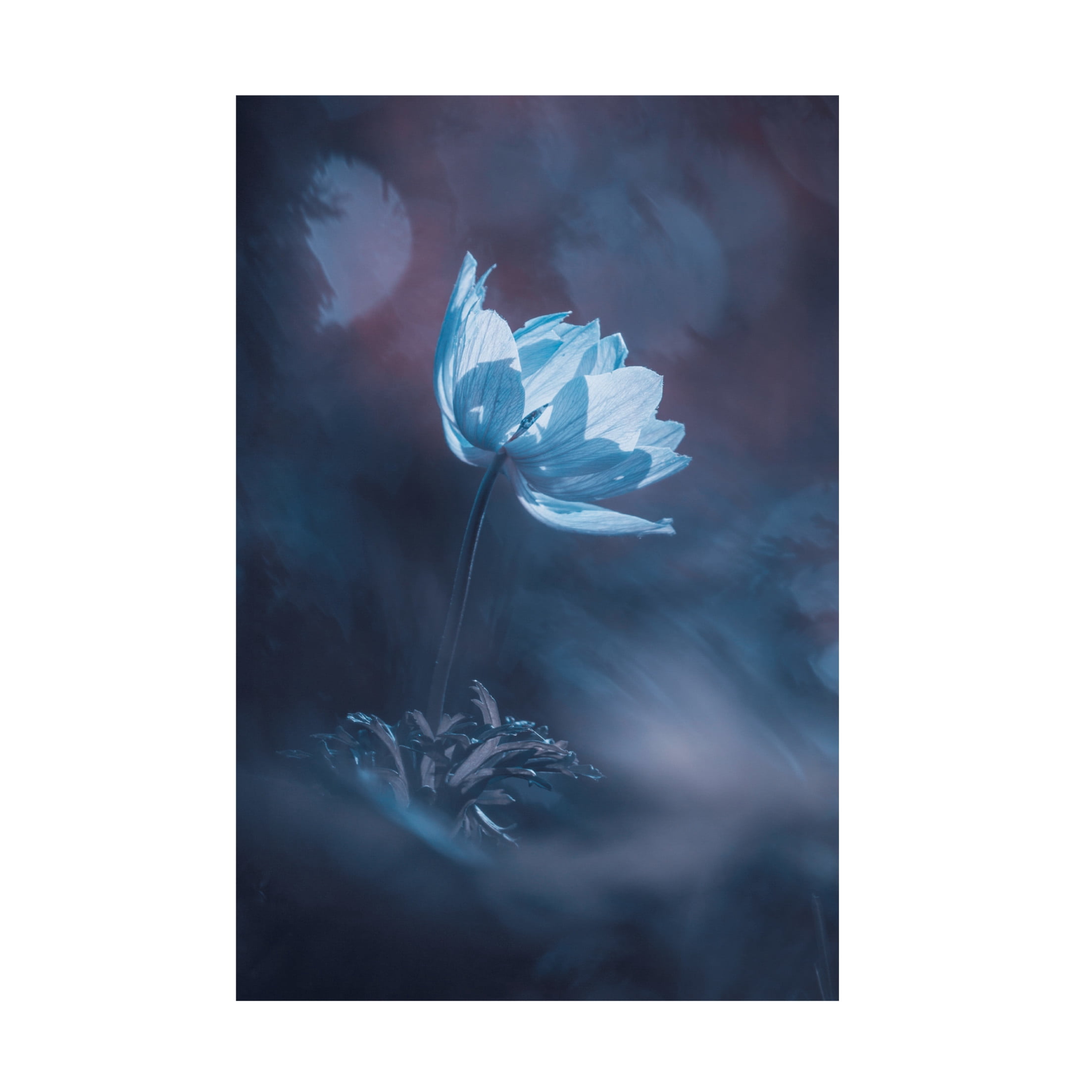 Canvas Wall Art - Fabien Bravin 'Dream On' Wall Art for Living Room, Bedroom, or Office Décor by Trademark Fine Art - 12 x 19 Inches