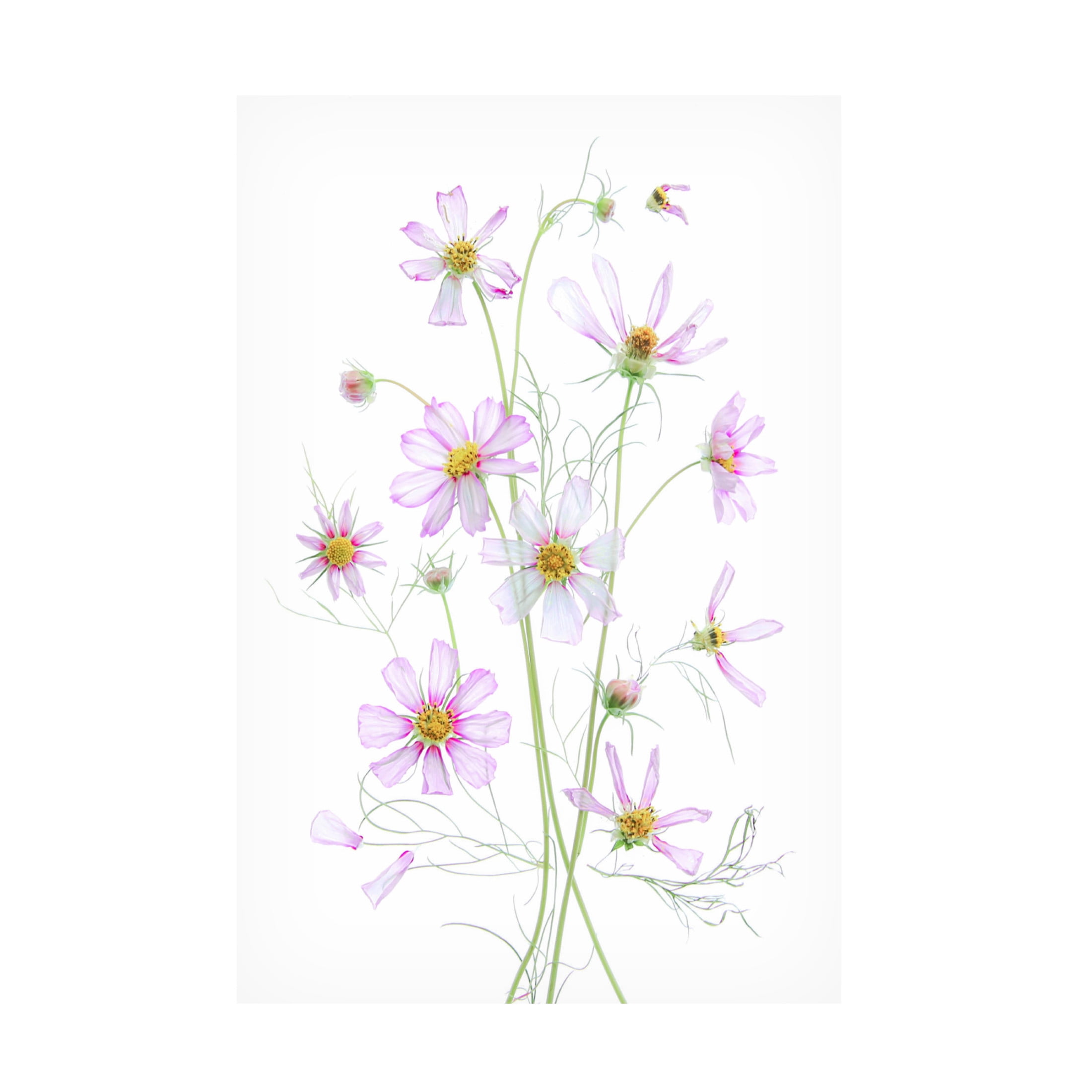 Canvas Wall Art - Fangping Zhou 'Cosmos' Wall Art for Living Room, Bedroom, or Office Décor by Trademark Fine Art - 22 x 32 Inches