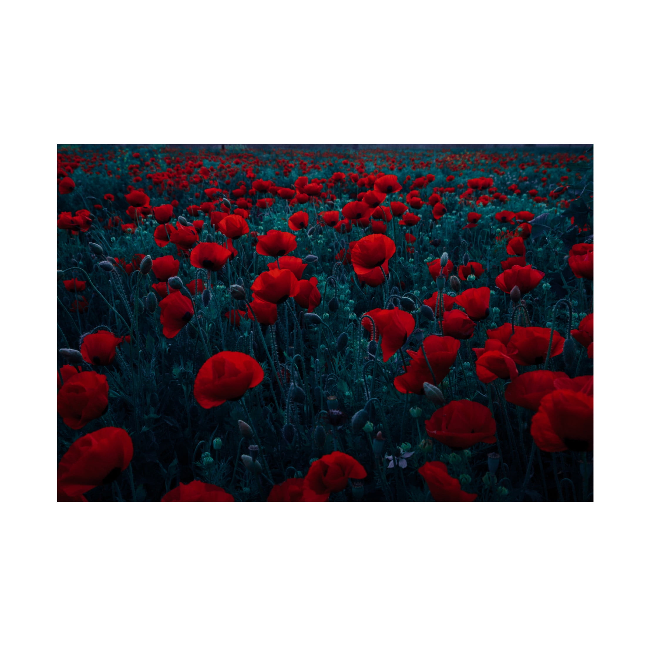 Canvas Wall Art - Farid Kazamil 'Symphony Of Flowers' Wall Art for Living Room, Bedroom, or Office Décor by Trademark Fine Art - 32 x 22 Inches
