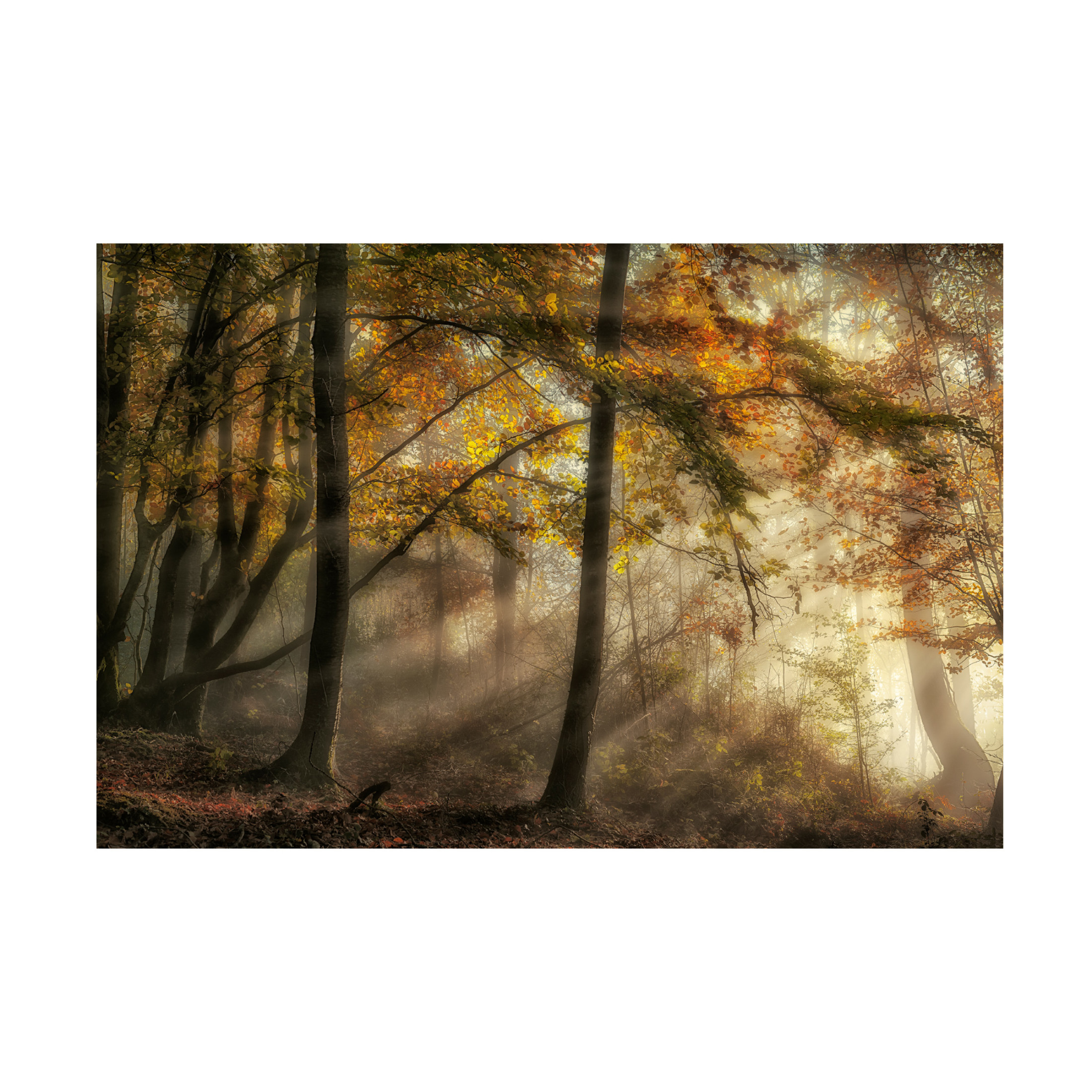 Canvas Wall Art - Fran Osuna 'The Lights Of The Forest' Wall Art for Living Room, Bedroom, or Office Décor by Trademark Fine Art - 47 x 30 Inches