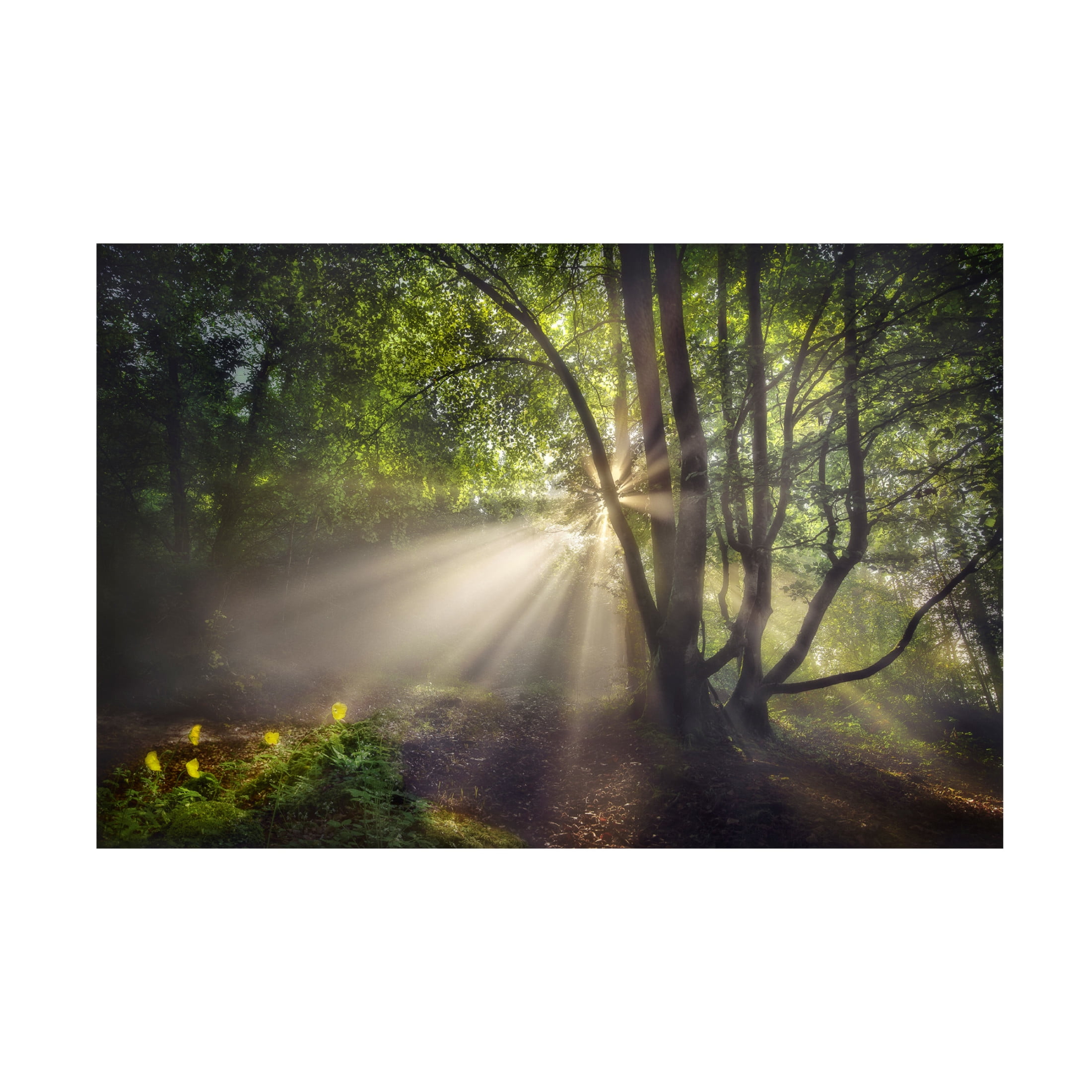 Canvas Wall Art - Fran Osuna 'The Morning Light' Wall Art for Living Room, Bedroom, or Office Décor by Trademark Fine Art - 47 x 30 Inches