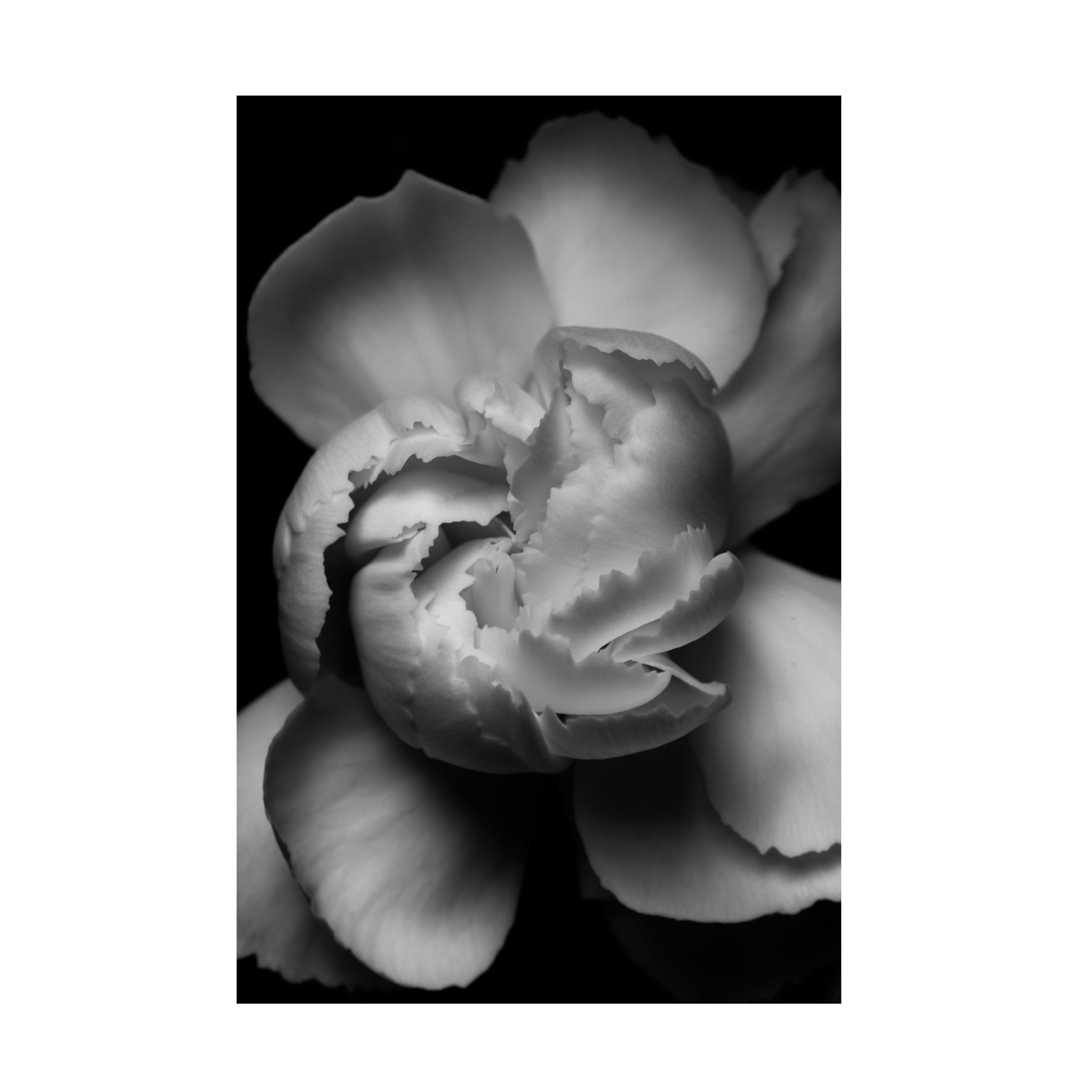 Canvas Wall Art - Francisco Ross 'White Flower' Wall Art for Living Room, Bedroom, or Office Décor by Trademark Fine Art - 22 x 32 Inches