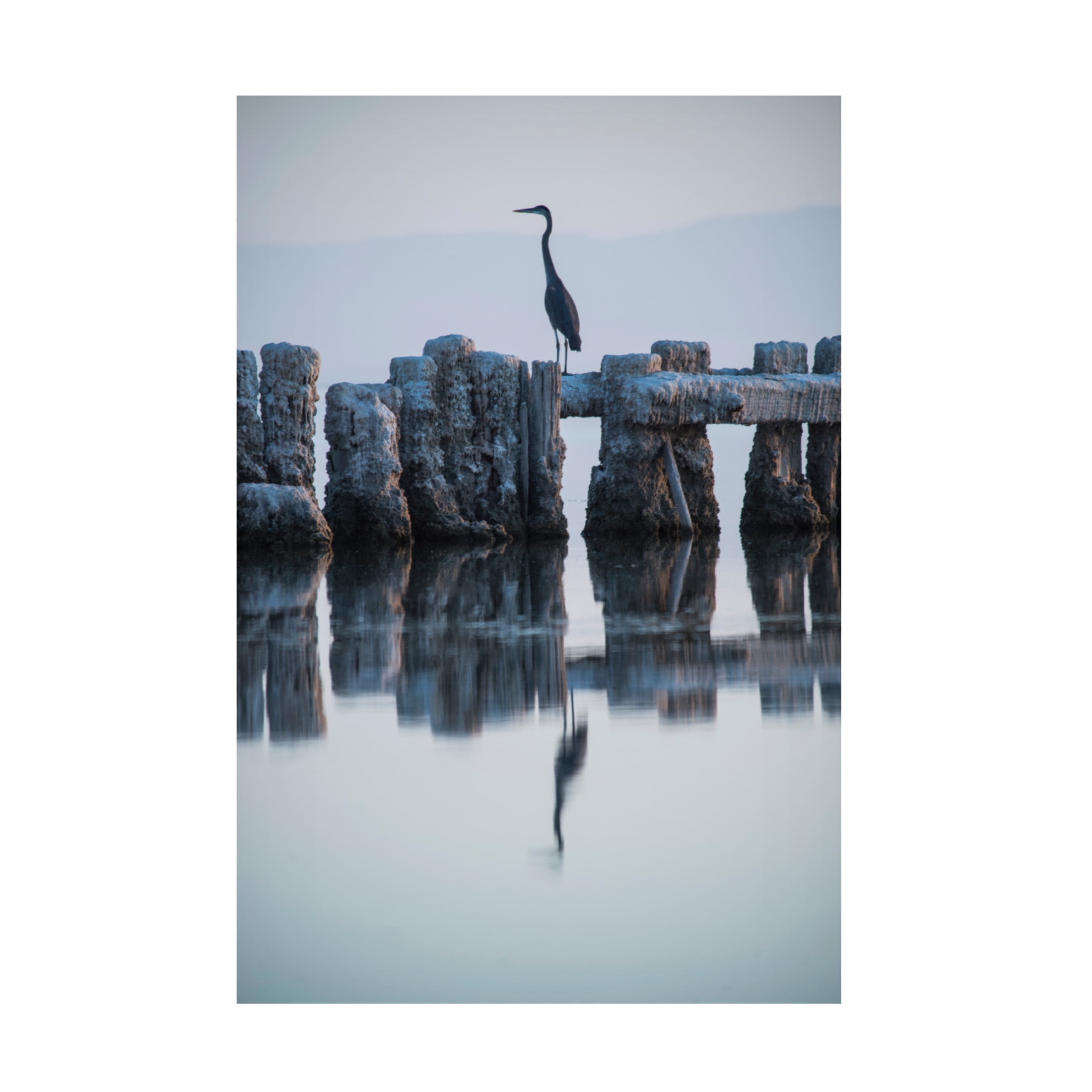 Canvas Wall Art - GS Photo 'Heron Hunting' Wall Art for Living Room, Bedroom, or Office Décor by Trademark Fine Art - 16 x 24 Inches