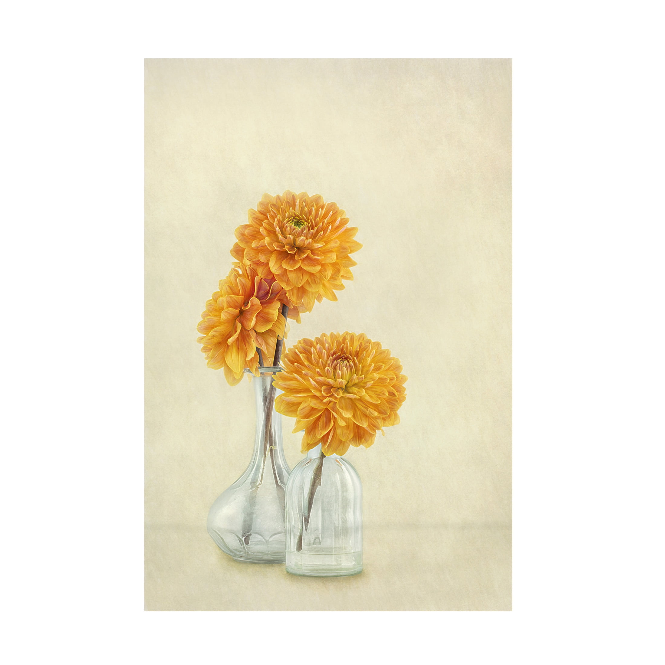 Canvas Wall Art - Gaille Gray '3 Dahlias' Wall Art for Living Room, Bedroom, or Office Décor by Trademark Fine Art - 30 x 47 Inches