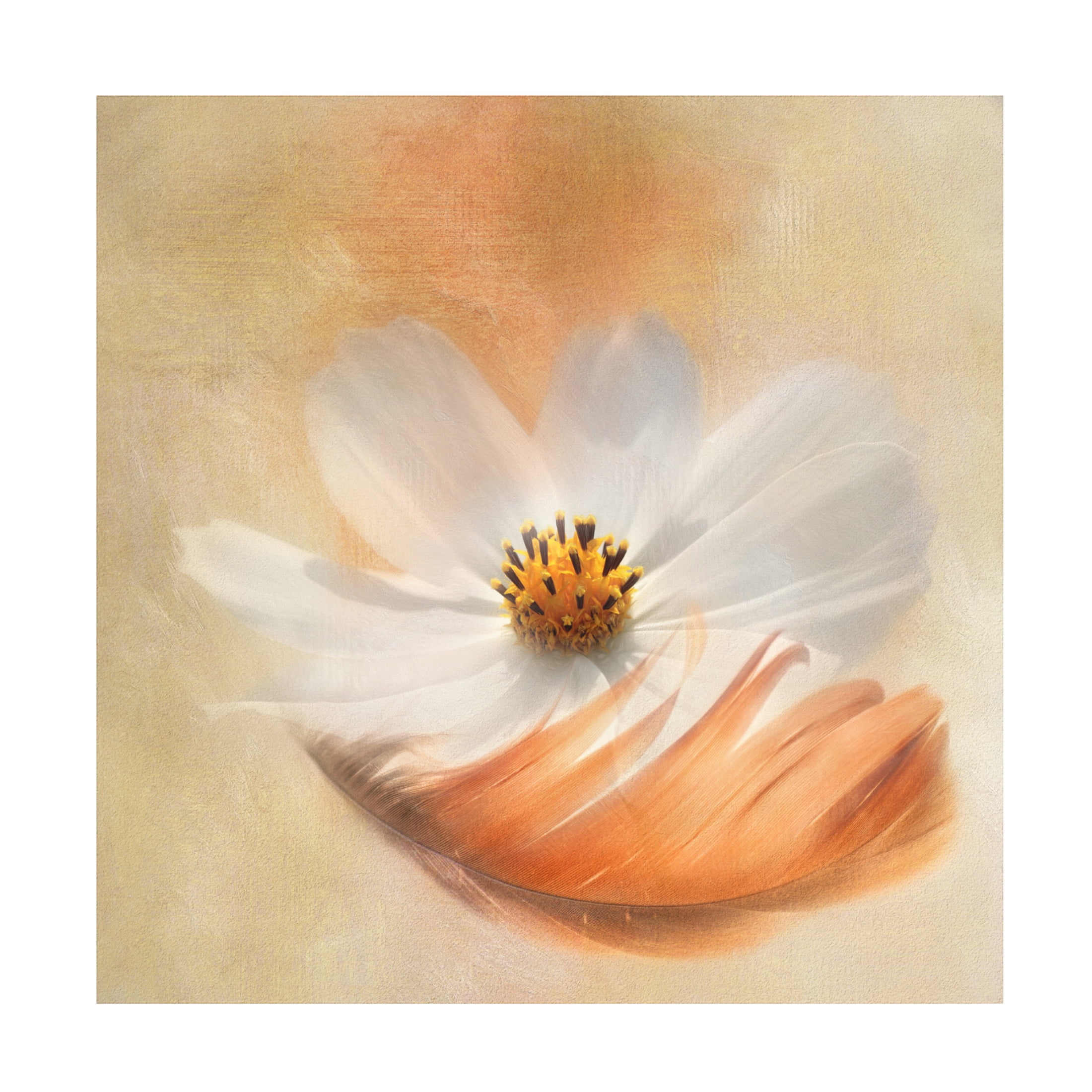 Canvas Wall Art - Gaille Gray 'As Light As A Feather' Wall Art for Living Room, Bedroom, or Office D?cor by Trademark Fine Art - 18 x 18 Inches