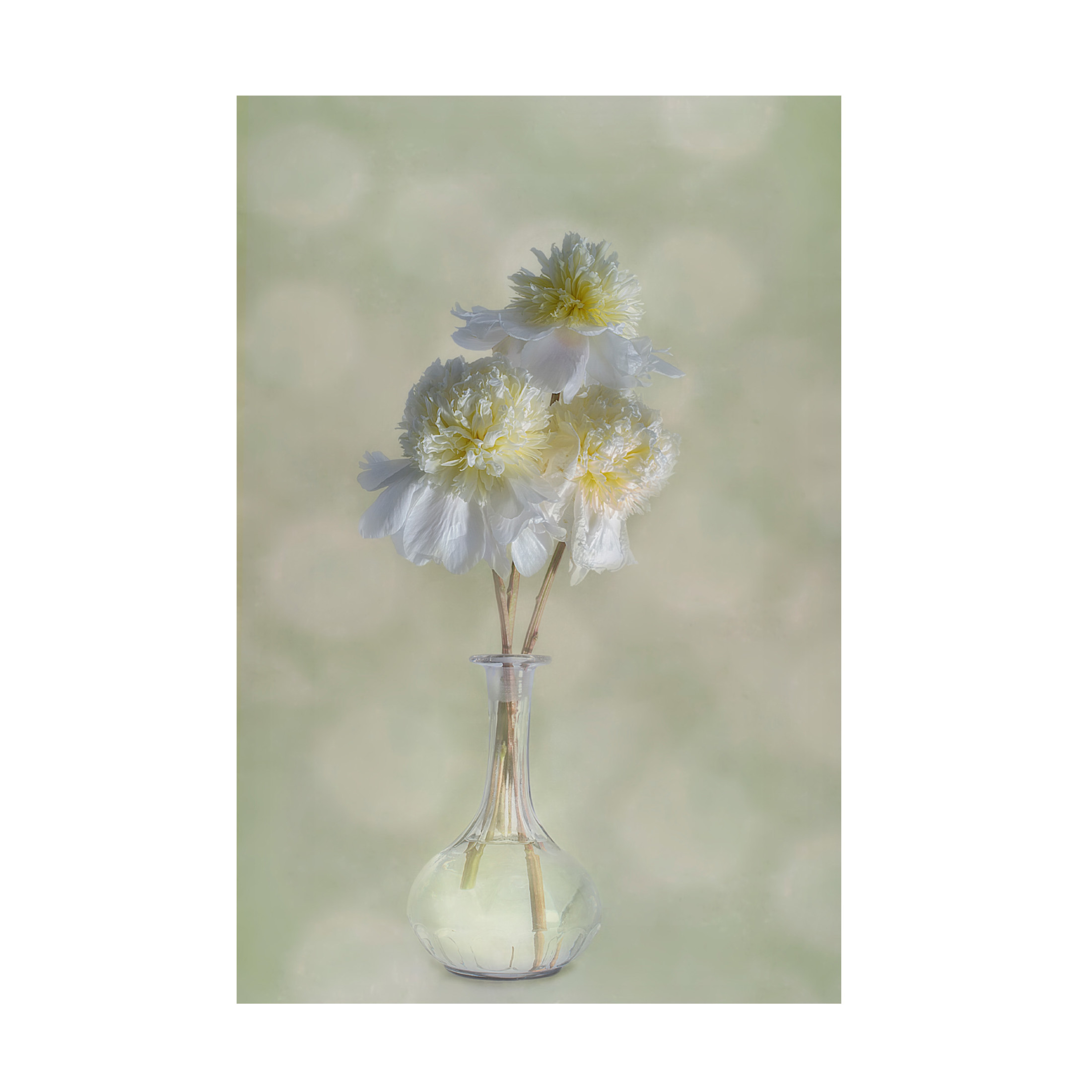 Canvas Wall Art - Gaille Gray 'Peonies' Wall Art for Living Room, Bedroom, or Office Décor by Trademark Fine Art - 12 x 19 Inches