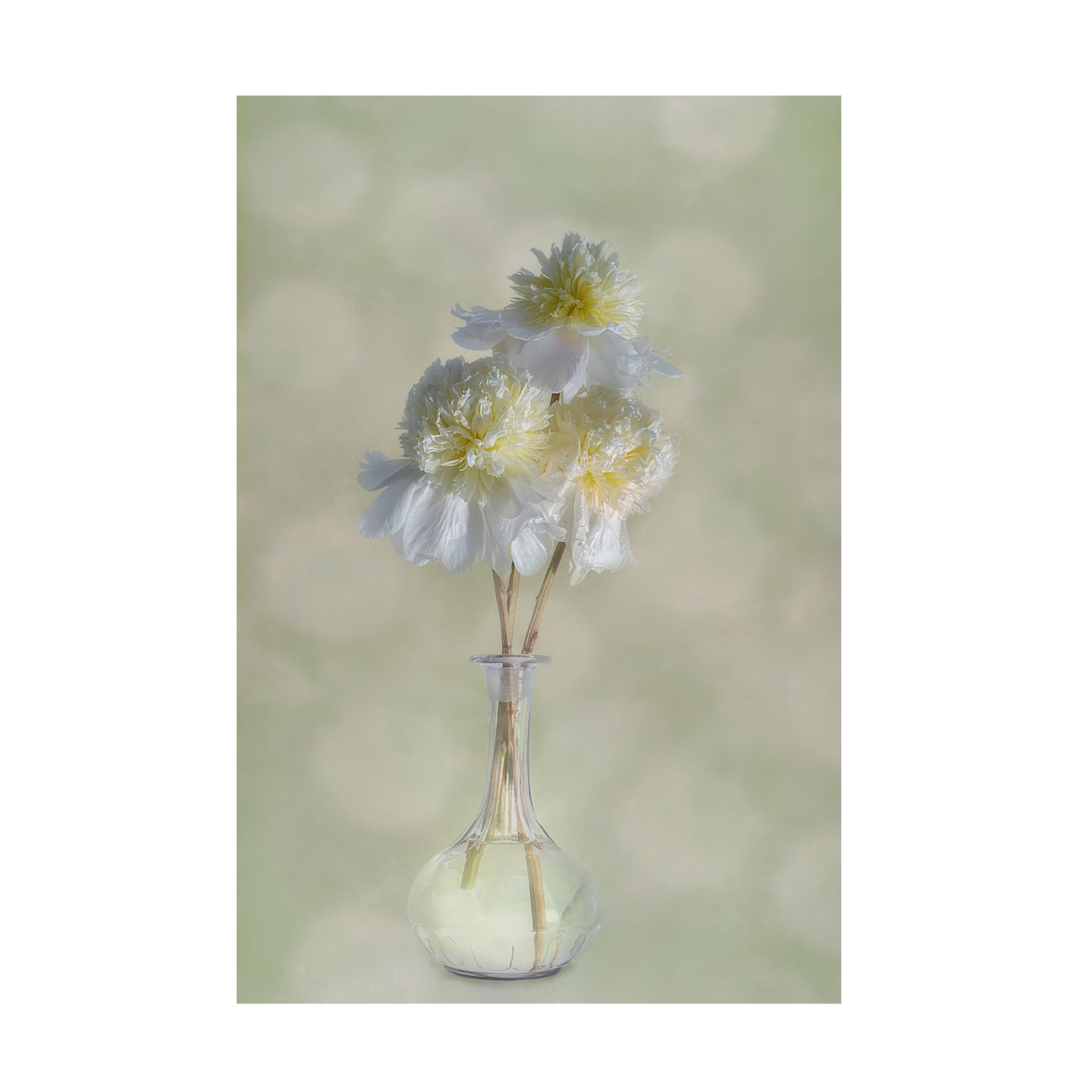 Canvas Wall Art - Gaille Gray 'Peonies' Wall Art for Living Room, Bedroom, or Office Décor by Trademark Fine Art - 16 x 24 Inches