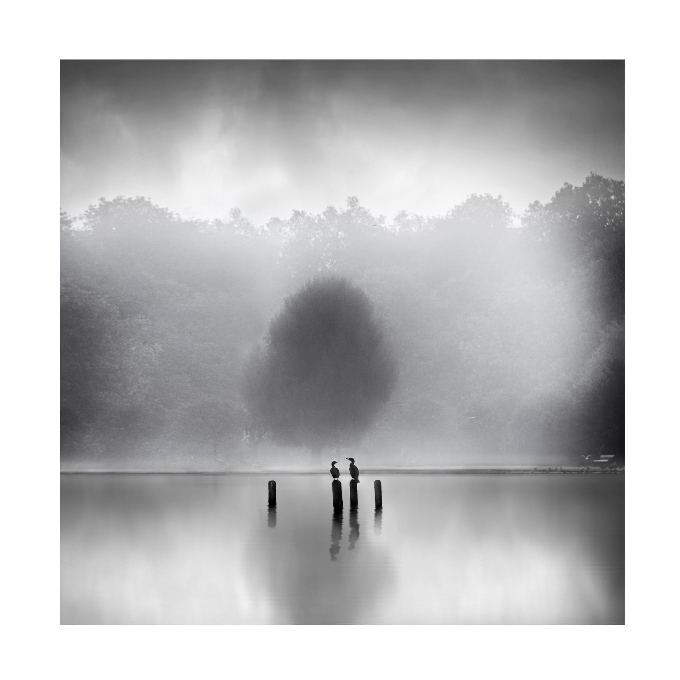 Canvas Wall Art - George Digalakis 'Cormorants In The Mist' Wall Art for Living Room, Bedroom, or Office Décor by Trademark Fine Art - 18 x 18 Inches