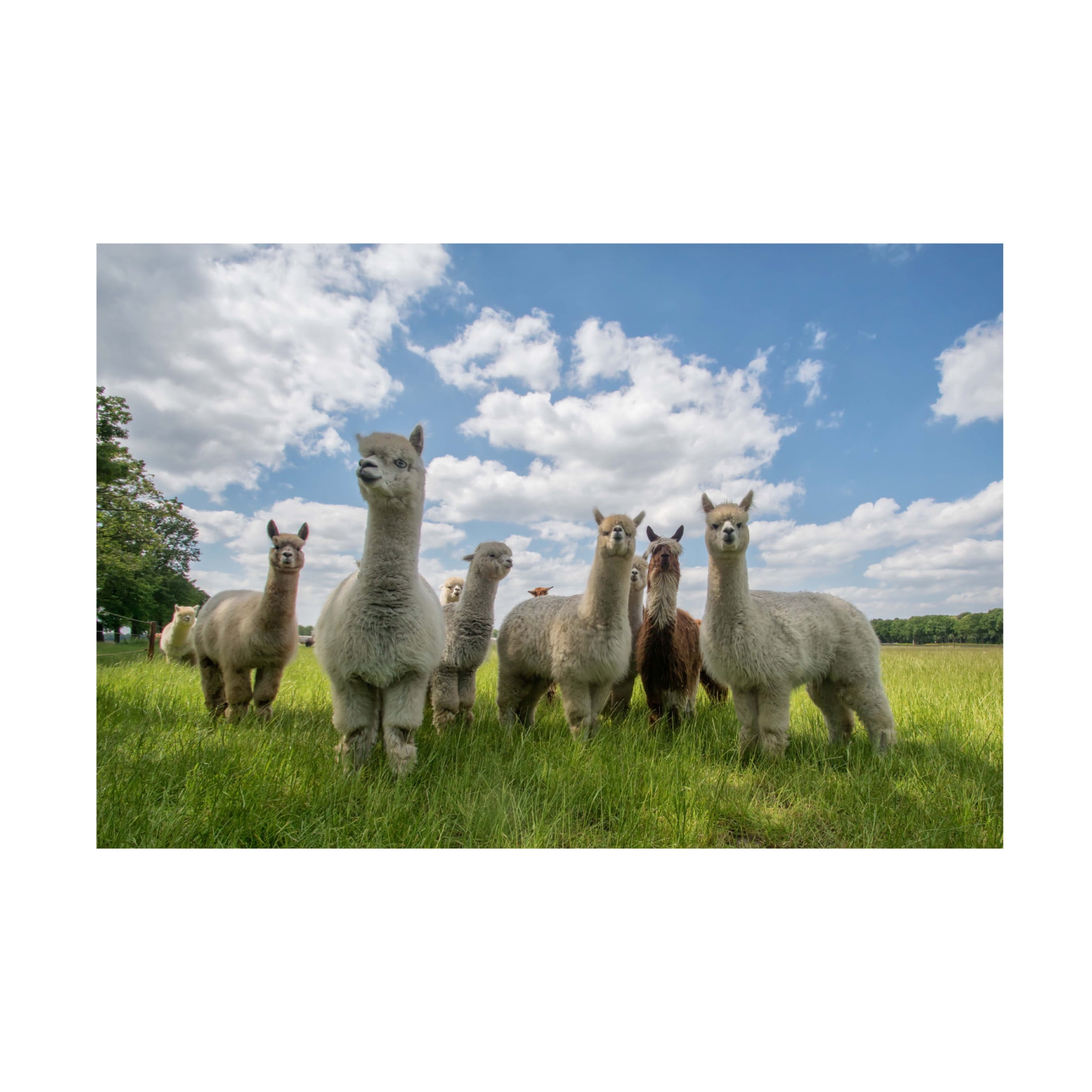 Canvas Wall Art - Gert Van Den 'Send In The Alpacas' Wall Art for Living Room, Bedroom, or Office D?cor by Trademark Fine Art - 19 x 12 Inches