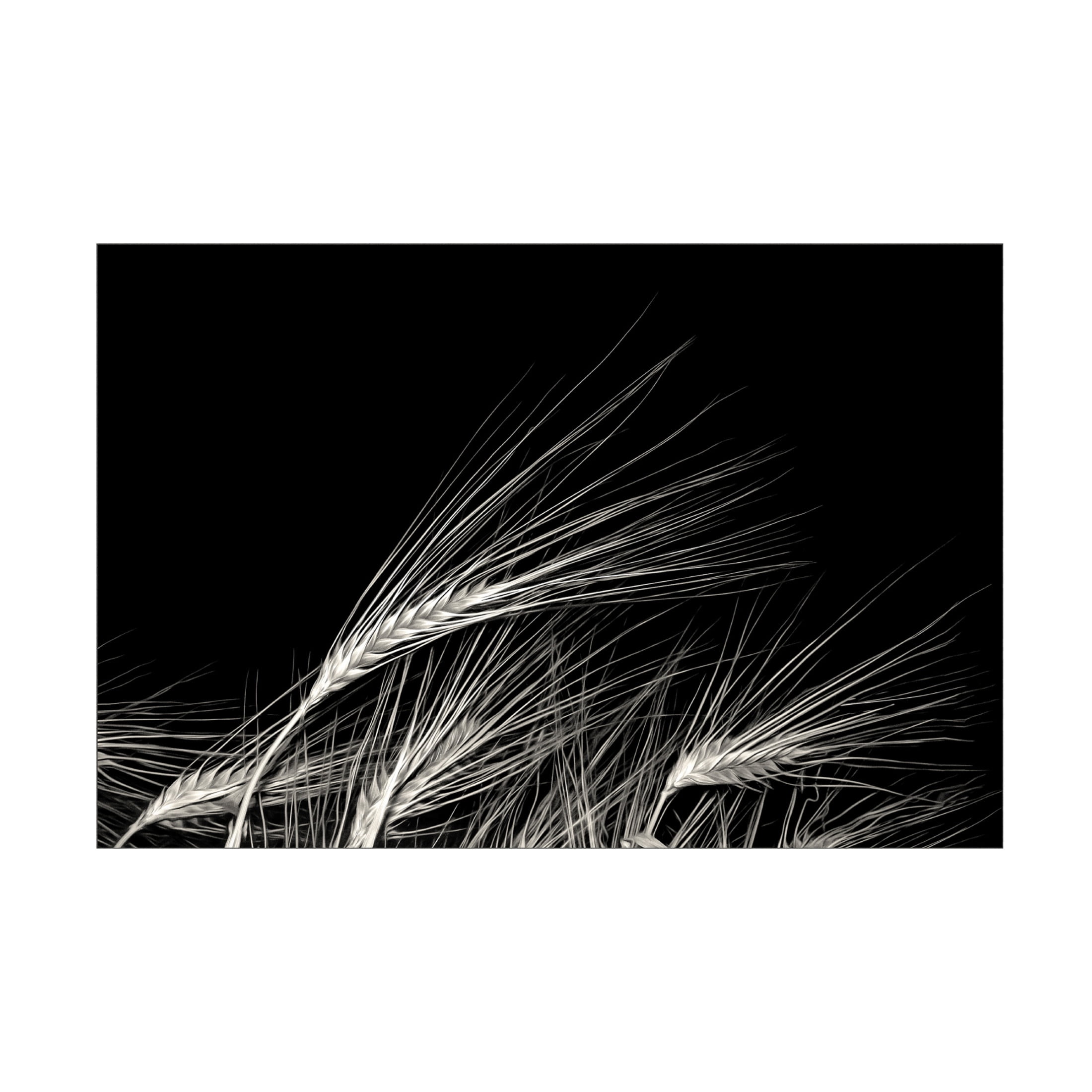 Canvas Wall Art - Gilbert Claes 'Grain Of Life' Wall Art for Living Room, Bedroom, or Office Décor by Trademark Fine Art - 32 x 22 Inches