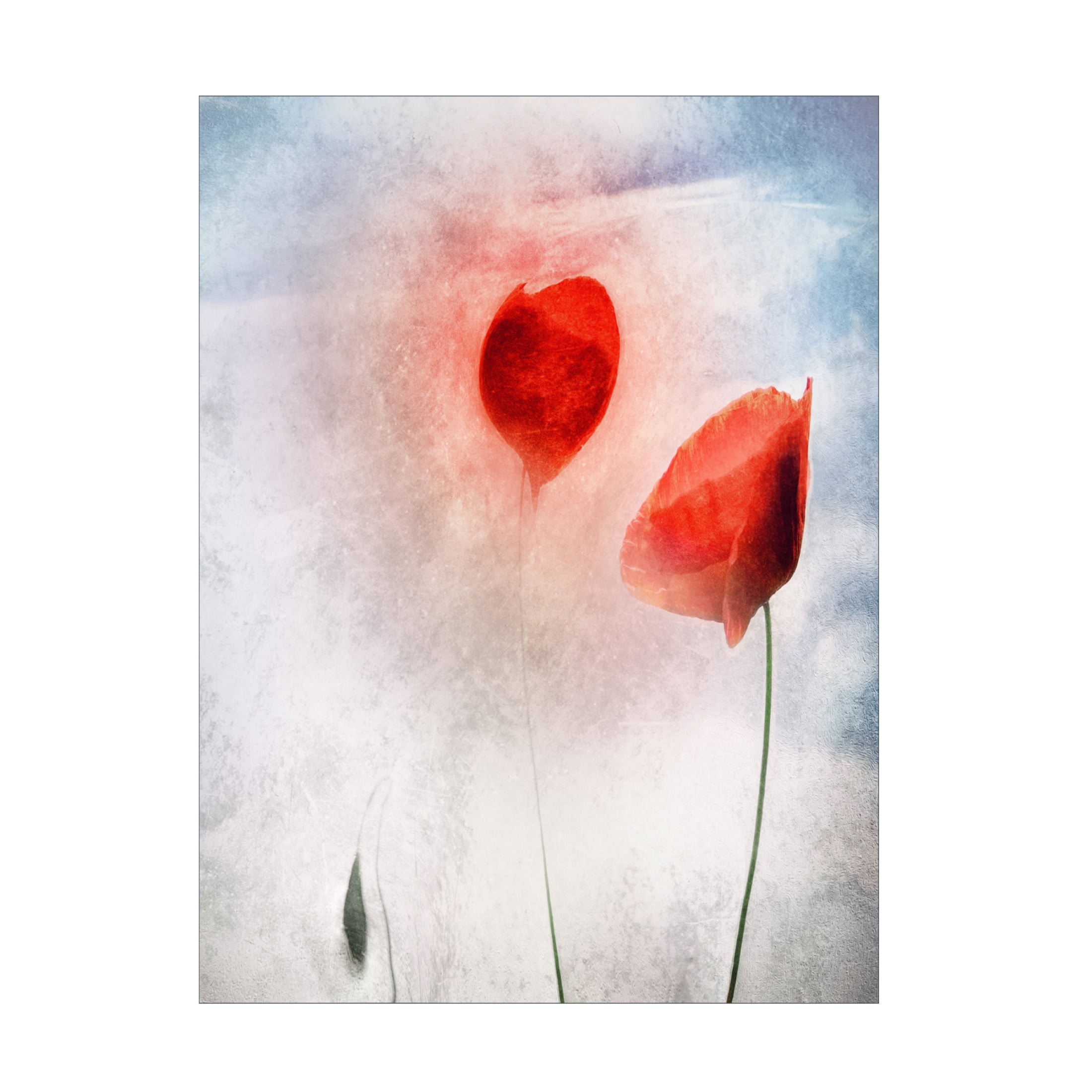 Canvas Wall Art - Gilbert Claes 'In Flanders Fields' Wall Art for Living Room, Bedroom, or Office D?cor by Trademark Fine Art - 35 x 47 Inches