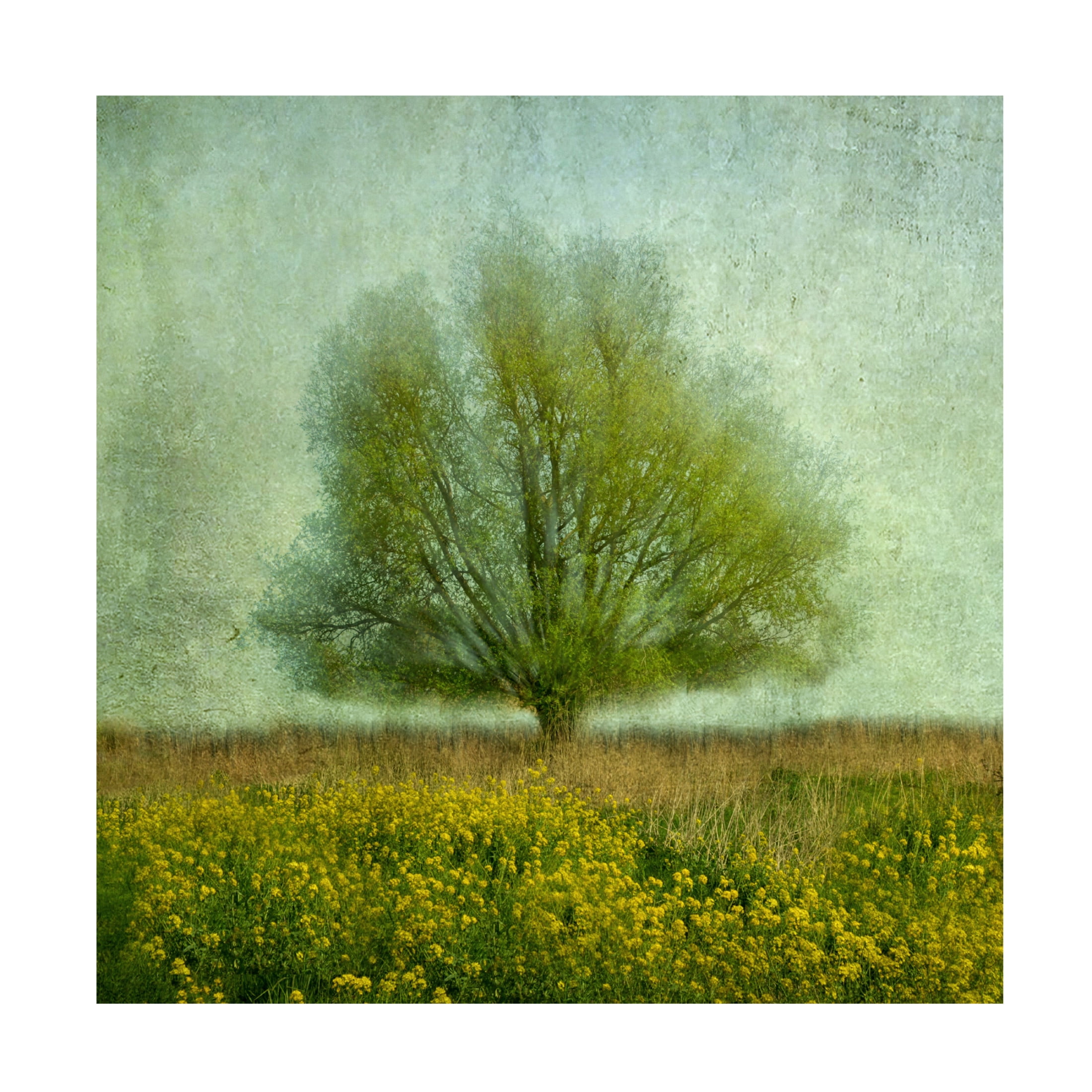 Canvas Wall Art - Gilbert Claes 'In The Yellow Field' Wall Art for Living Room, Bedroom, or Office Décor by Trademark Fine Art - 14 x 14 Inches