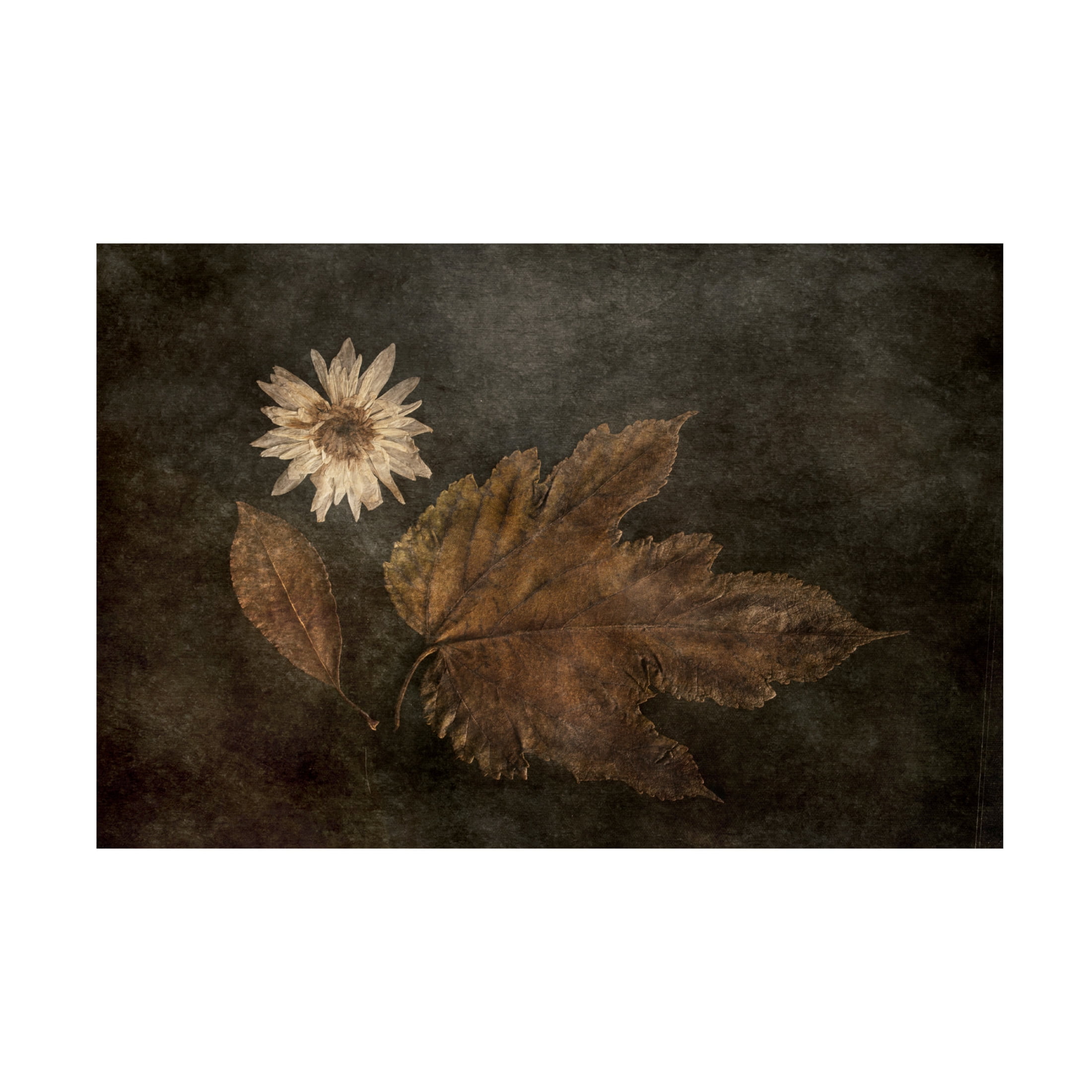 Canvas Wall Art - Gilbert Claes 'The Trio' Wall Art for Living Room, Bedroom, or Office Décor by Trademark Fine Art - 24 x 16 Inches