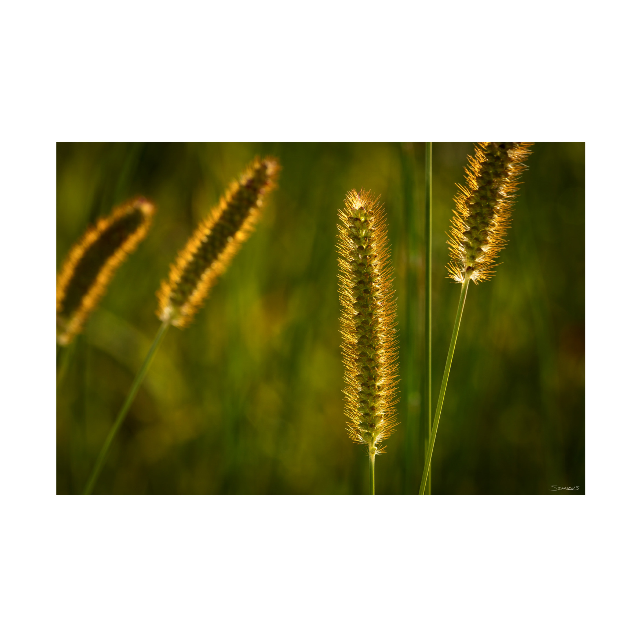 Canvas Wall Art - Gordon Semmens 'Textures 10' Wall Art for Living Room, Bedroom, or Office Décor by Trademark Fine Art - 32 x 22 Inches