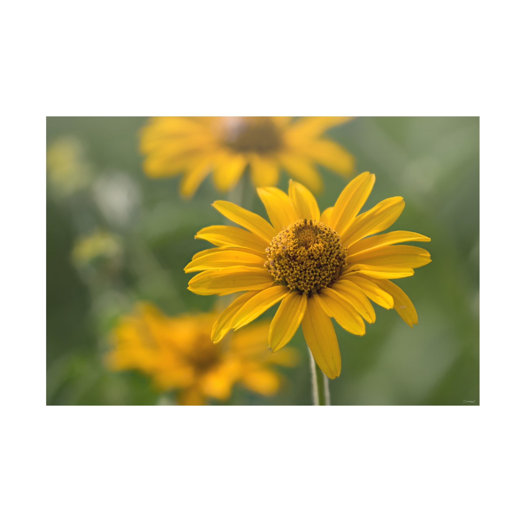 Canvas Wall Art - Gordon Semmens 'Textures 14' Wall Art for Living Room, Bedroom, or Office Décor by Trademark Fine Art - 19 x 12 Inches