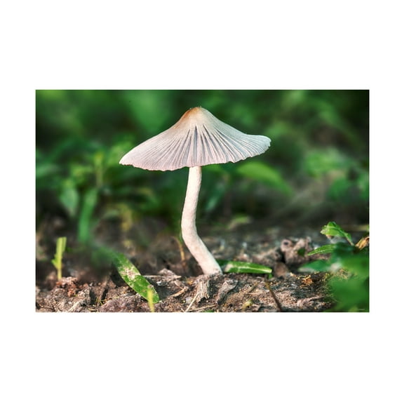 Canvas Wall Art - Gordon Semmens 'Textures 39' Wall Art for Living Room, Bedroom, or Office Décor by Trademark Fine Art - 19 x 12 Inches