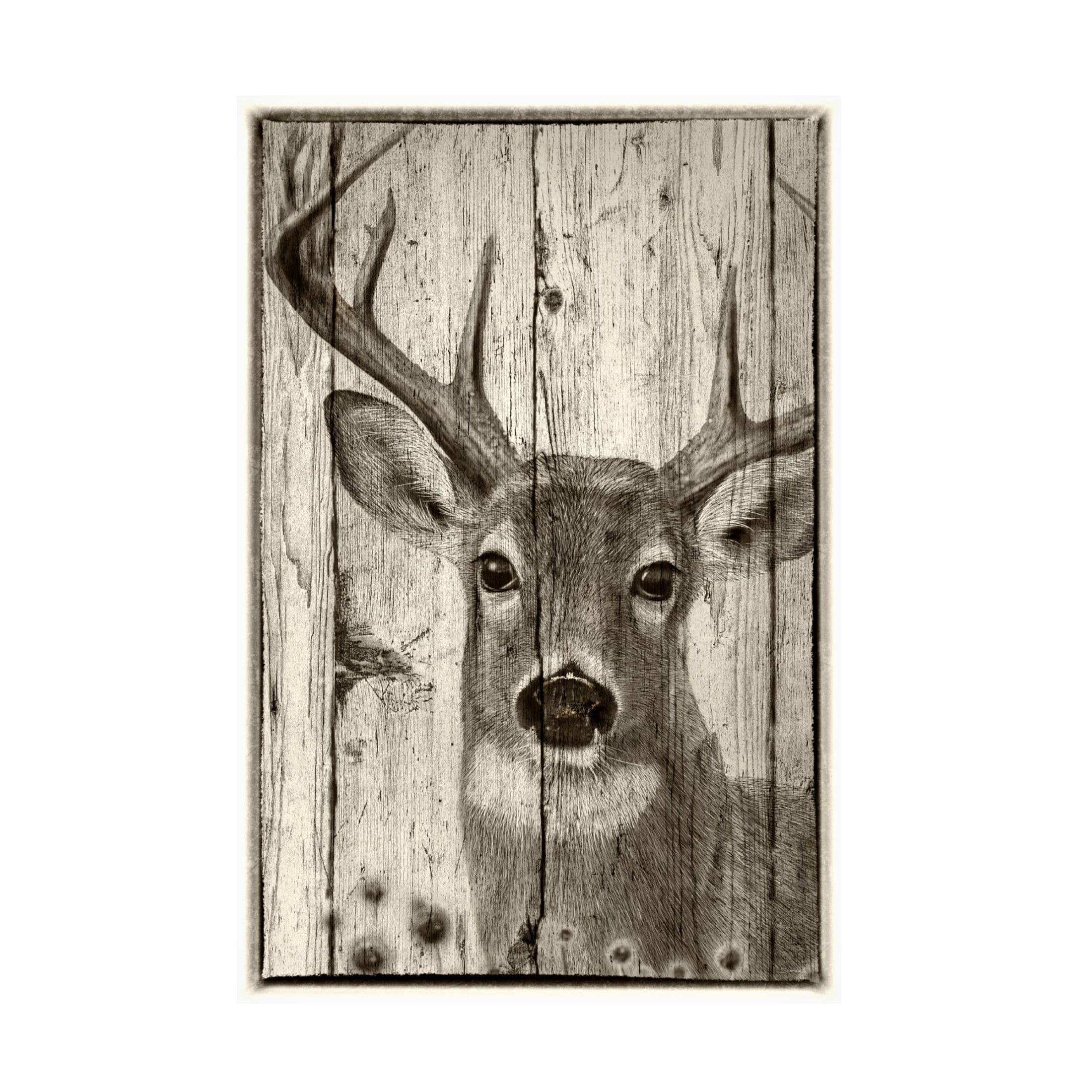Canvas Wall Art - Gordon Semmens 'Woodgrain Antiques Whitetail Buck' Wall Art for Living Room, Bedroom, or Office Décor by Trademark Fine Art - 16 x 24 Inches