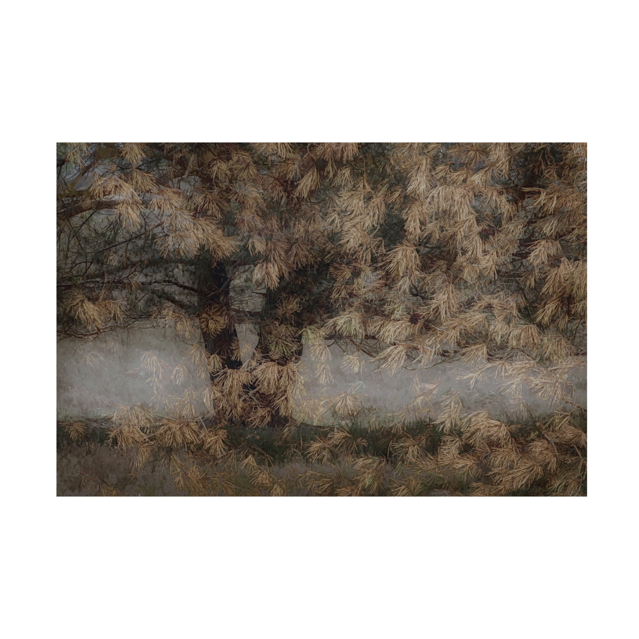 Canvas Wall Art - Greetje Van Son 'Pine Tree' Wall Art for Living Room, Bedroom, or Office Décor by Trademark Fine Art - 32 x 22 Inches