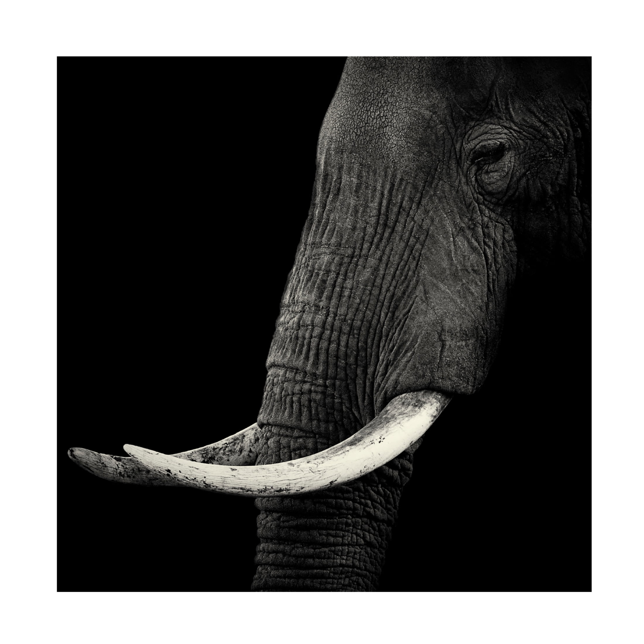 Canvas Wall Art - Hannes Bertsch 'Elephant Profile' Wall Art for Living Room, Bedroom, or Office D?cor by Trademark Fine Art - 35 x 35 Inches