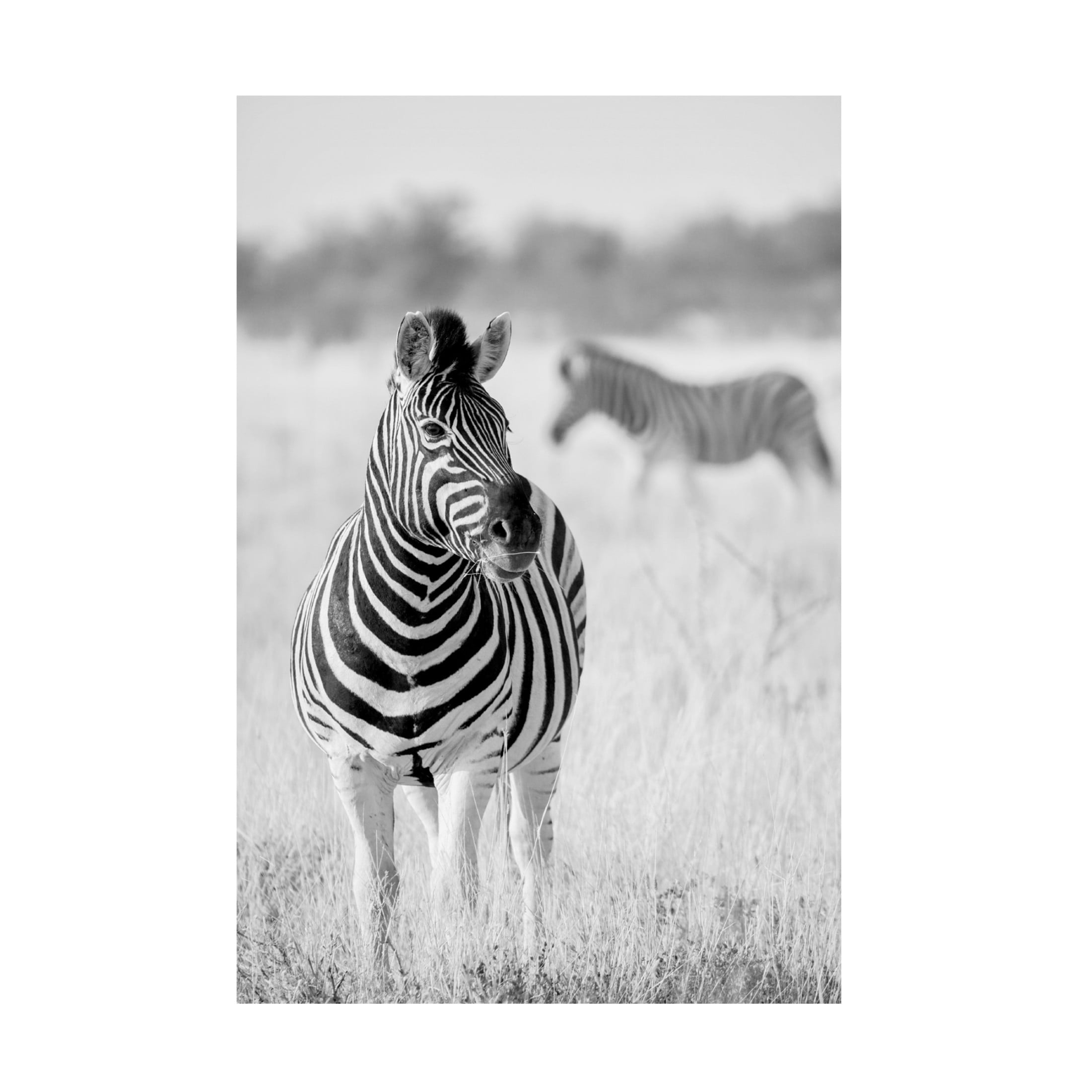 Canvas Wall Art - Hannes Bertsch 'Zebra Bw' Wall Art for Living Room, Bedroom, or Office Décor by Trademark Fine Art - 22 x 32 Inches