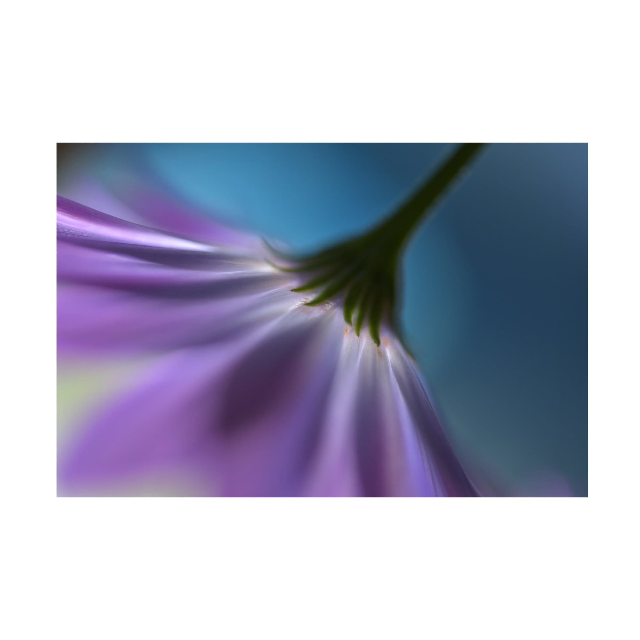 Canvas Wall Art - Heidi Westum 'Bright Marguerites' Wall Art for Living Room, Bedroom, or Office Décor by Trademark Fine Art - 47 x 30 Inches