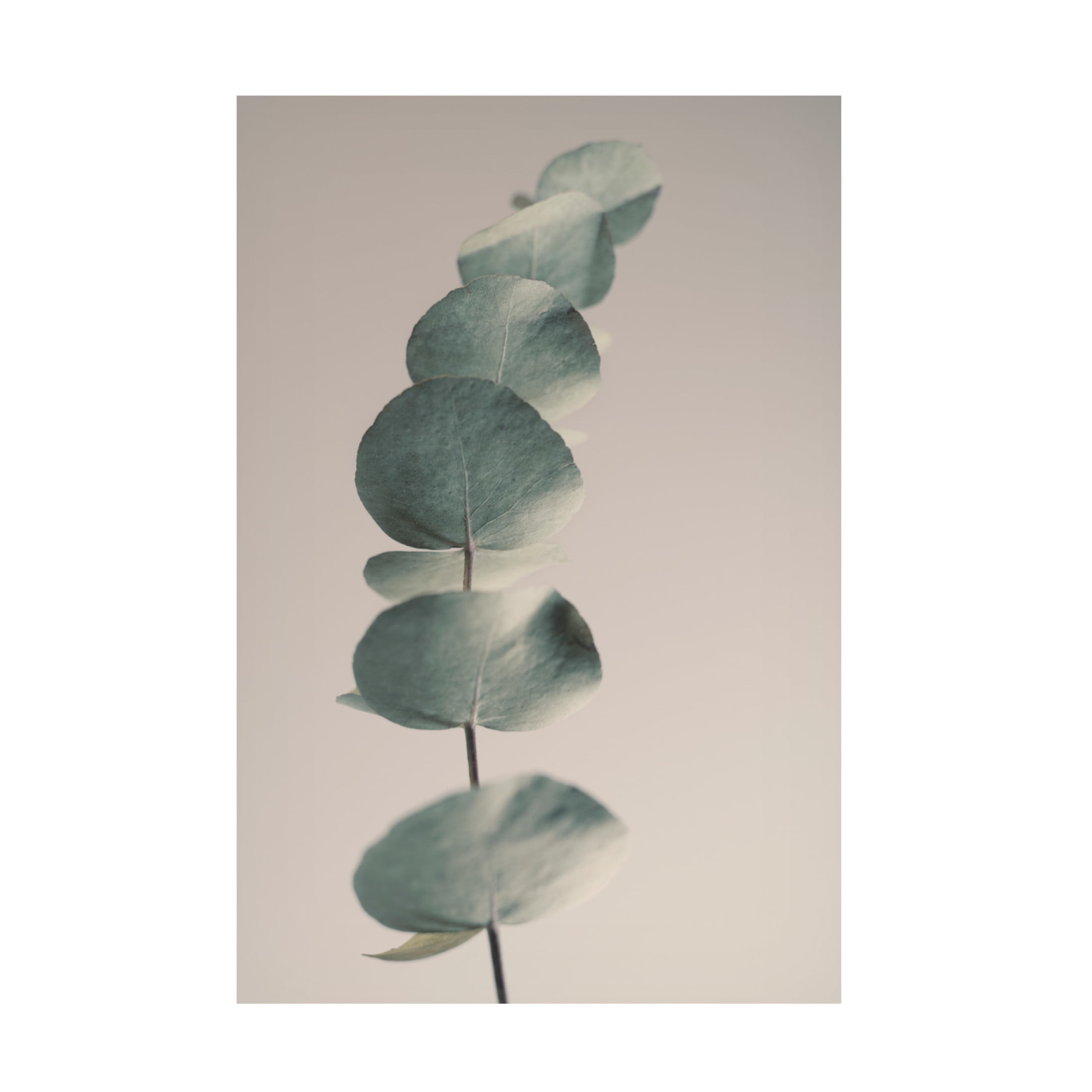 Canvas Wall Art - Heidi Westum 'Fragrant Leaves Ll' Wall Art for Living Room, Bedroom, or Office Décor by Trademark Fine Art - 16 x 24 Inches